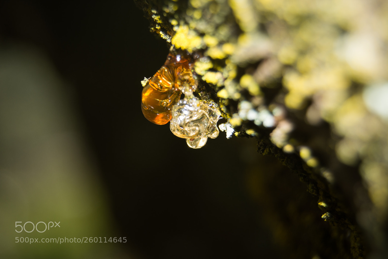 Nikon D5200 sample photo. Golden tears photography