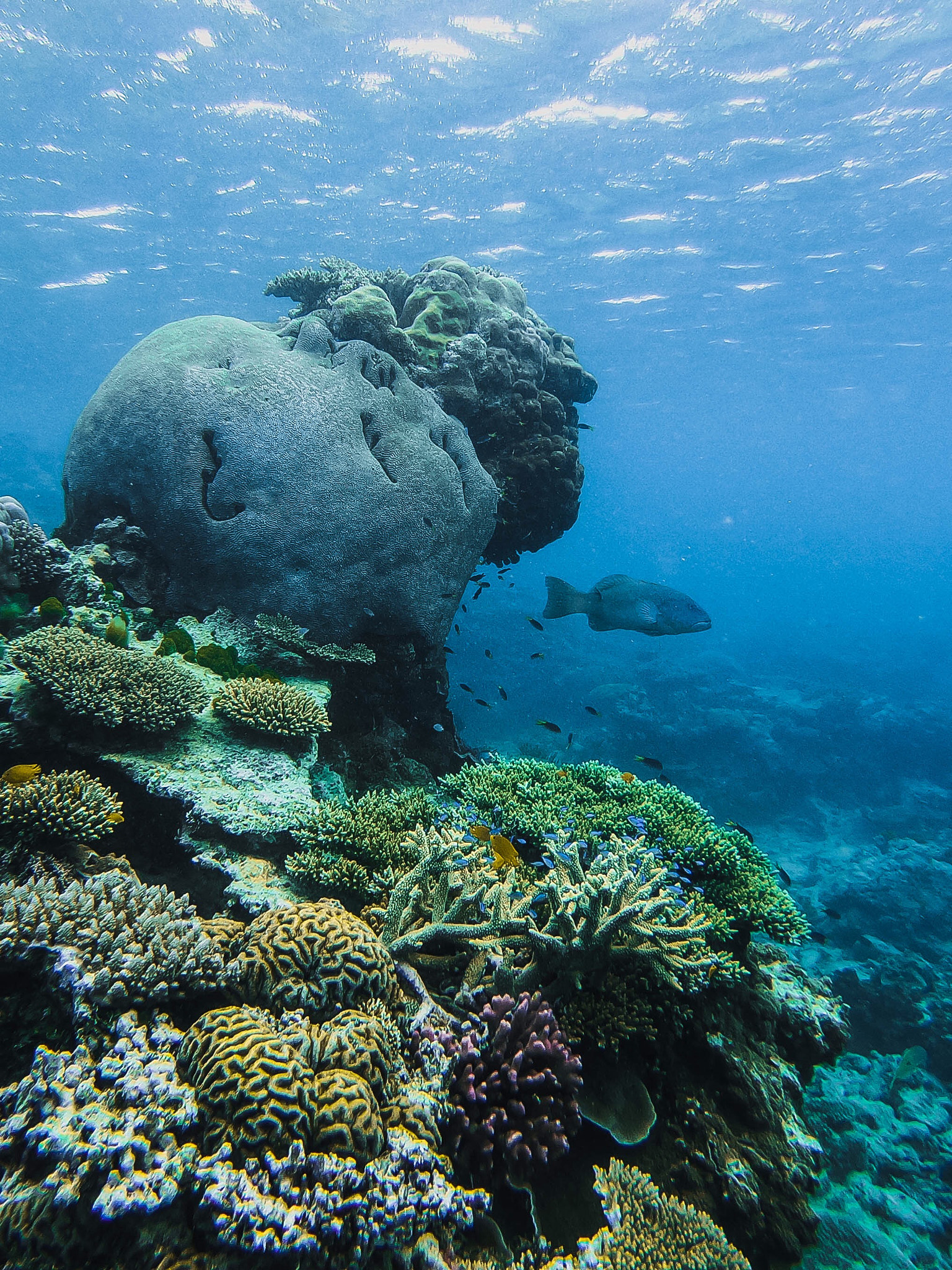 GoPro Hero6 Black sample photo. Underwater life photography