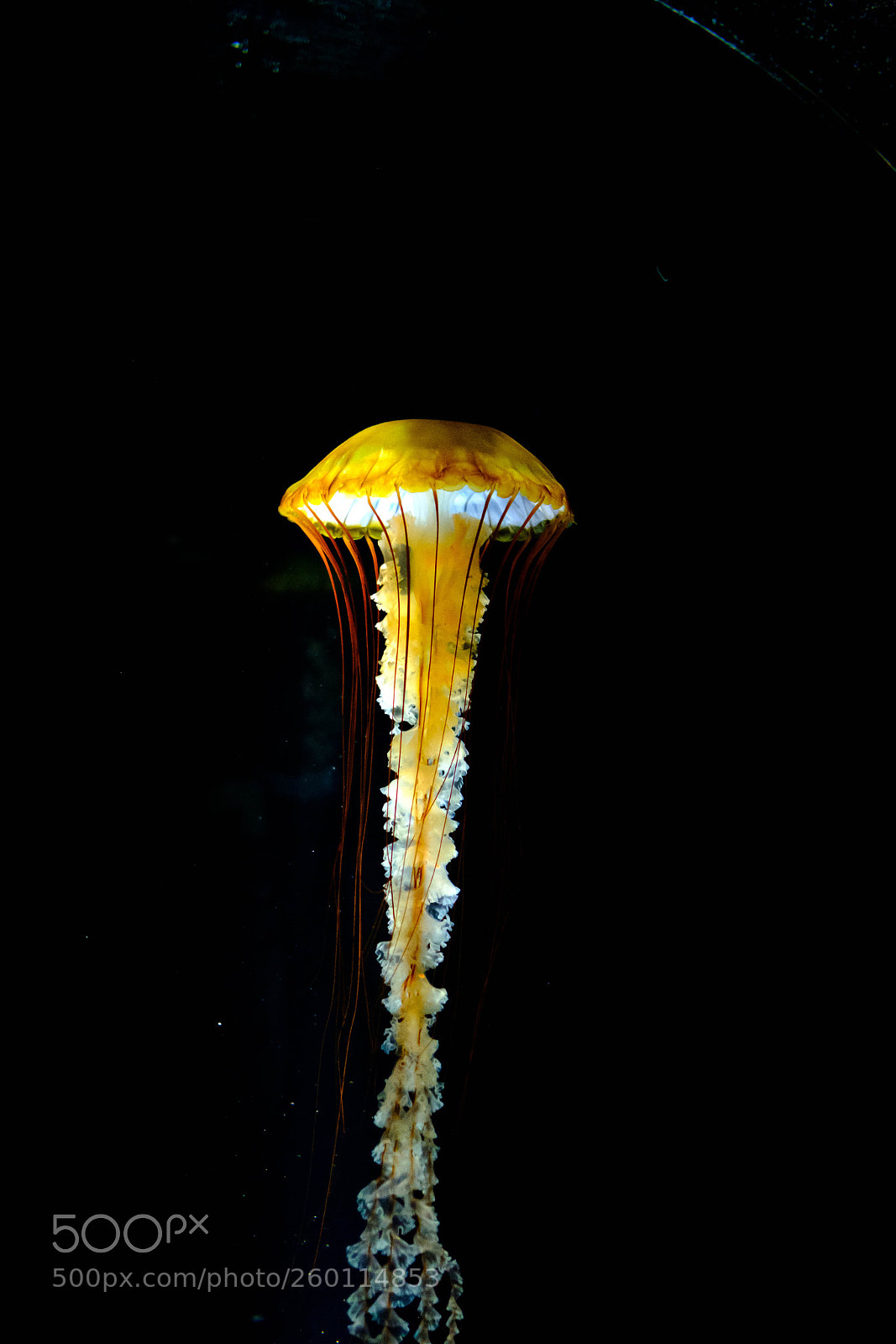 Fujifilm X-E3 sample photo. Jelly fish photography