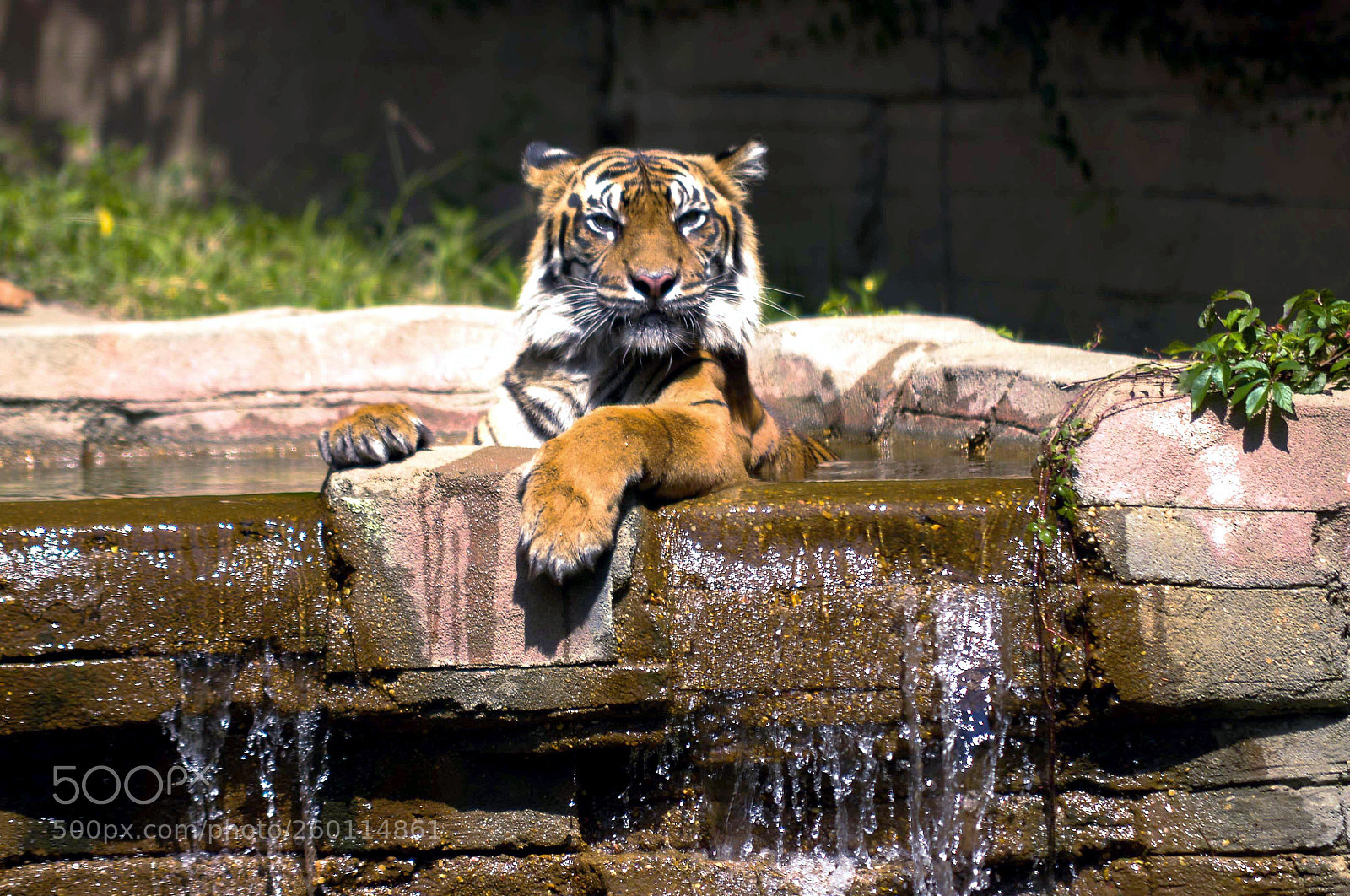 Nikon D800 sample photo. Tiger at jackson zoo photography