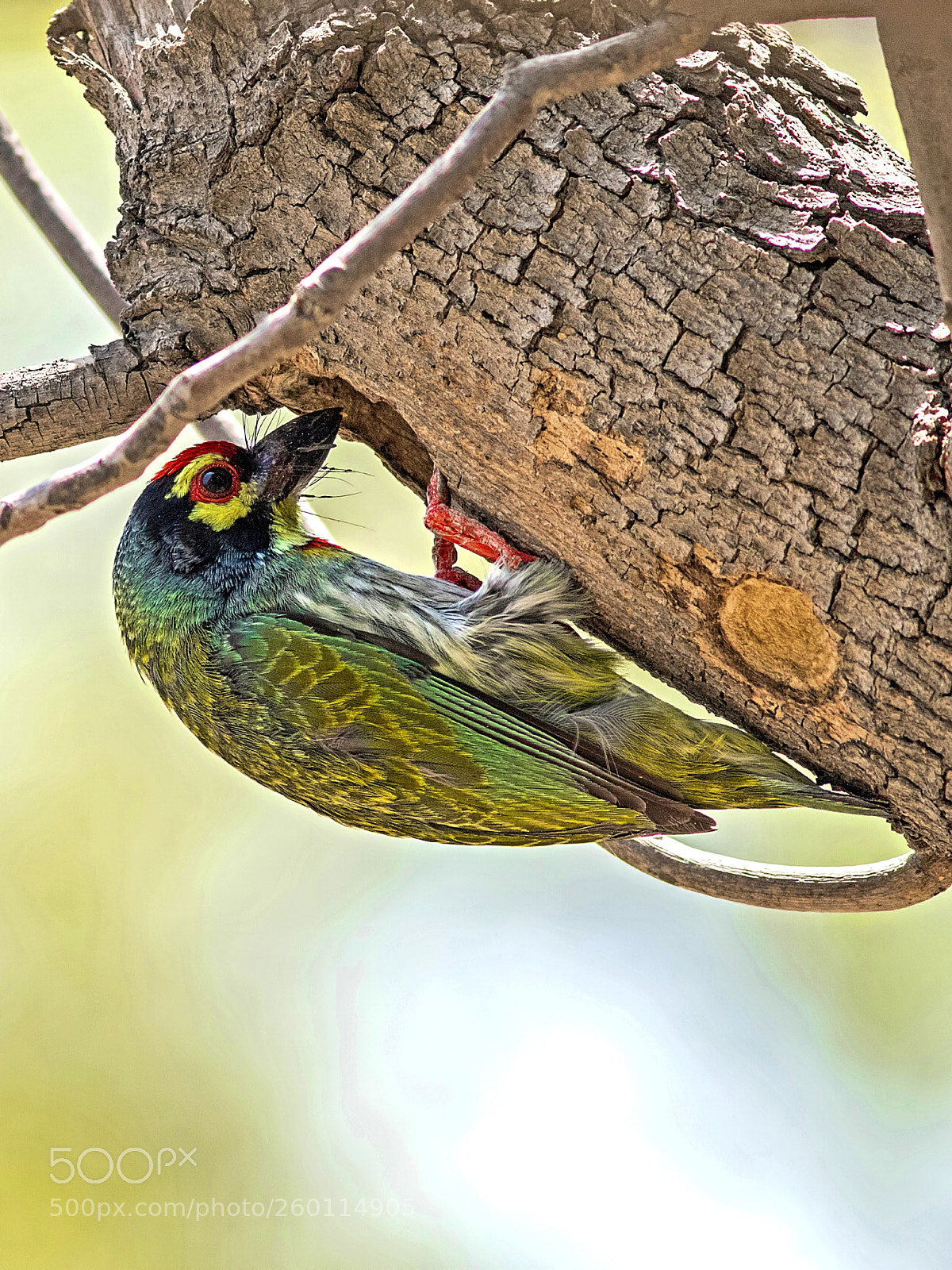 Canon EOS 7D Mark II sample photo. Coppersmith barbet photography
