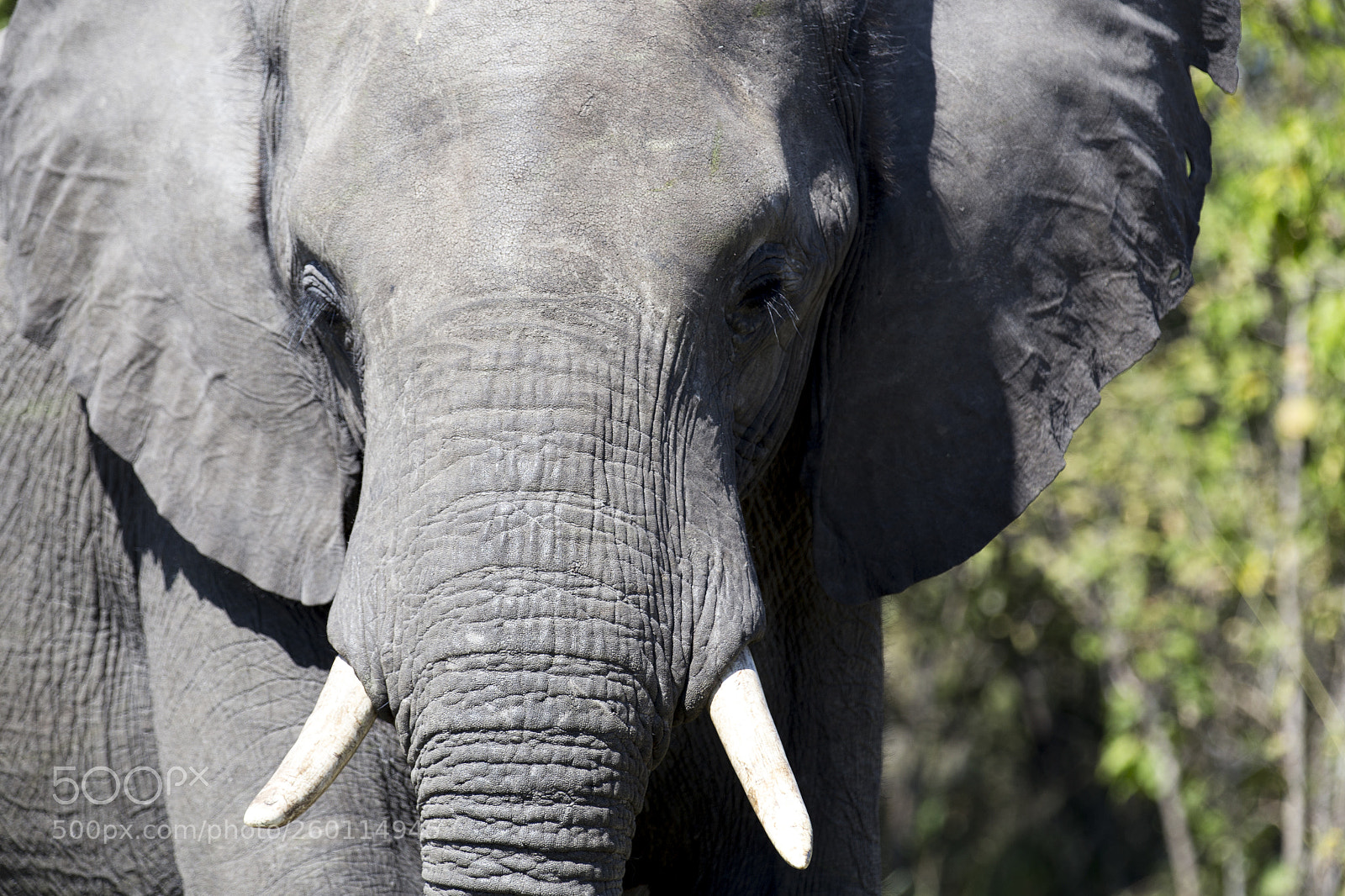 Canon EOS 6D sample photo. African elephant photography