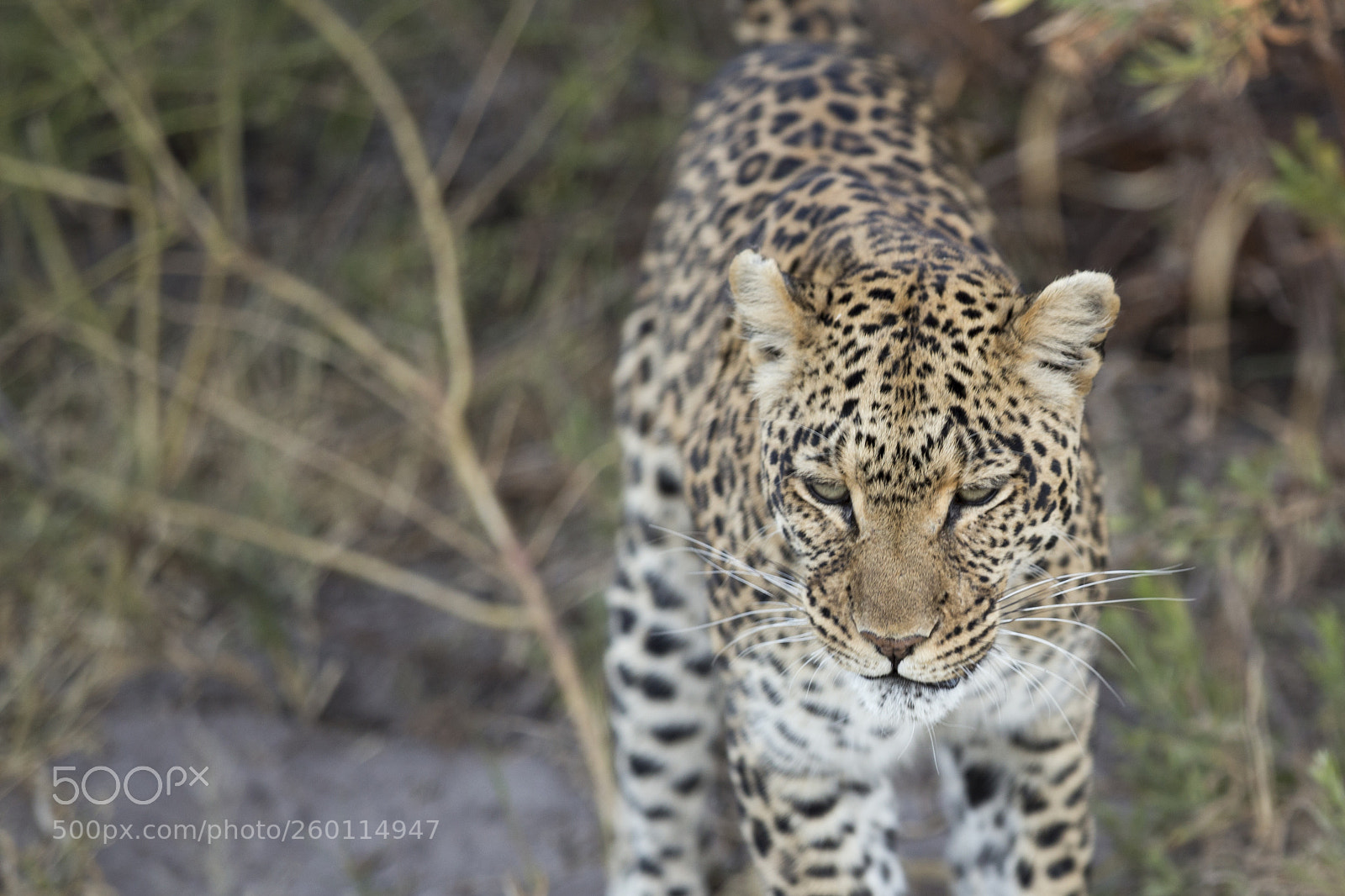 Canon EOS 6D sample photo. Leopard photography