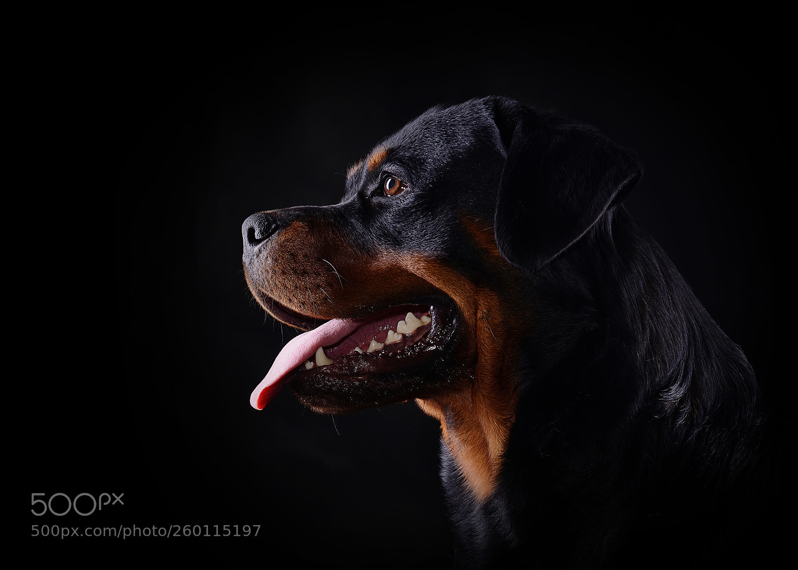 Nikon D800 sample photo. Rottweiler photography