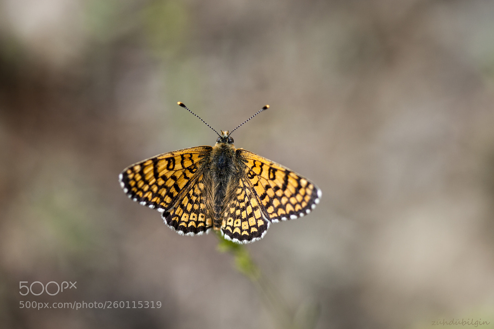 Canon EOS 5D Mark II sample photo. Butterfly photography