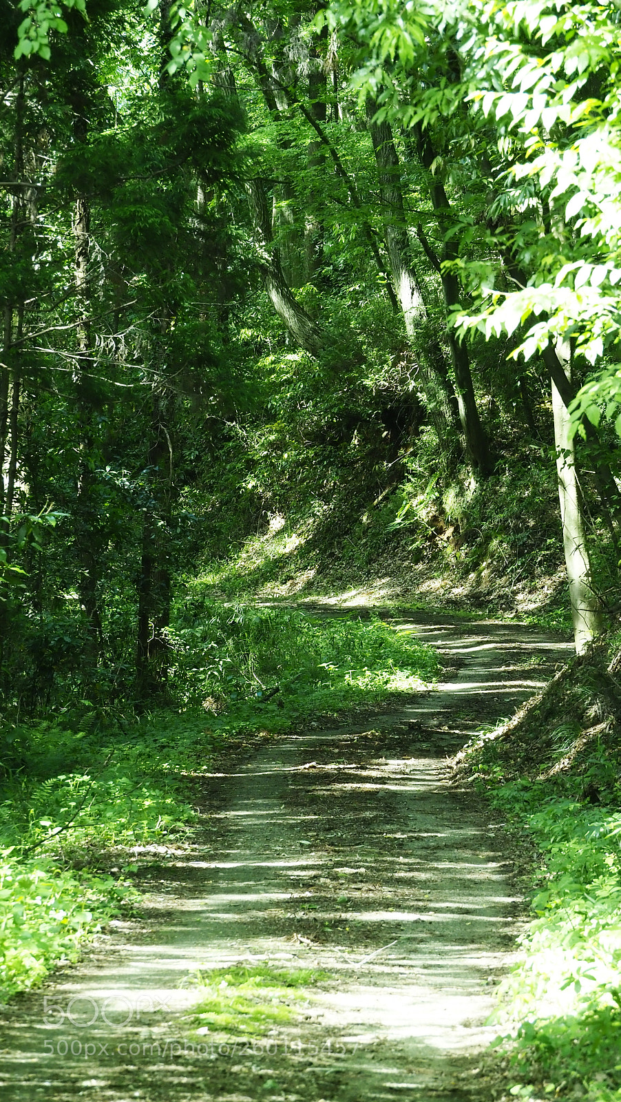 Olympus OM-D E-M1 Mark II sample photo. Beyond the road photography