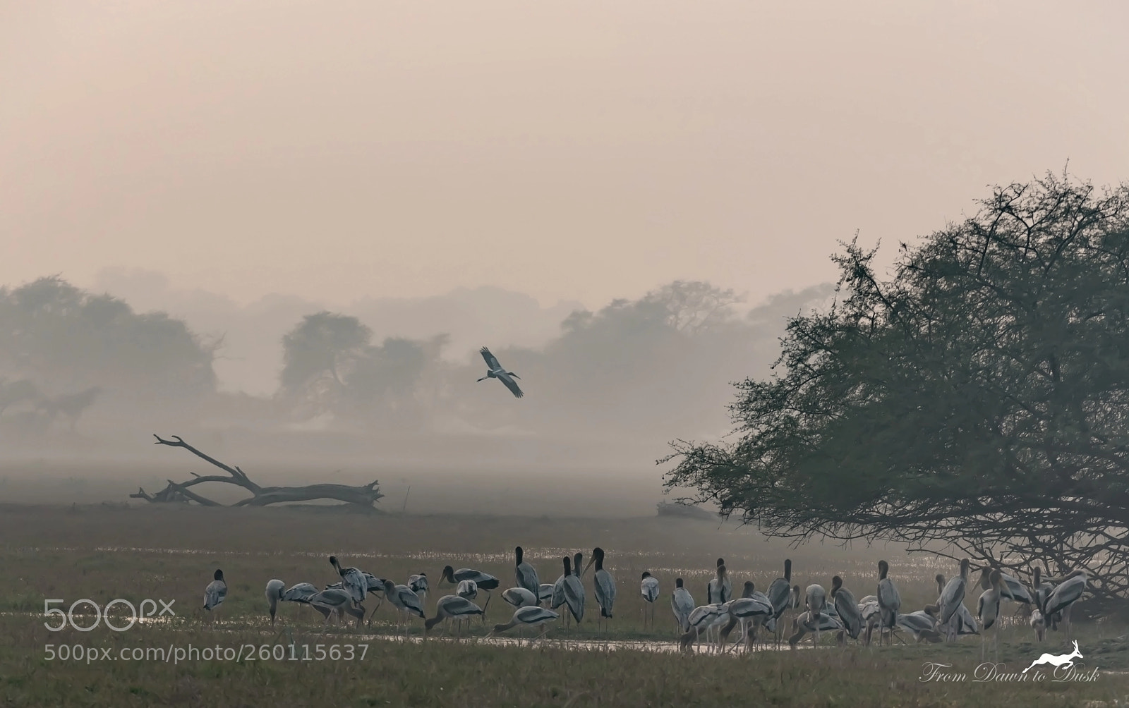 Nikon D750 sample photo. Mist and mystery photography