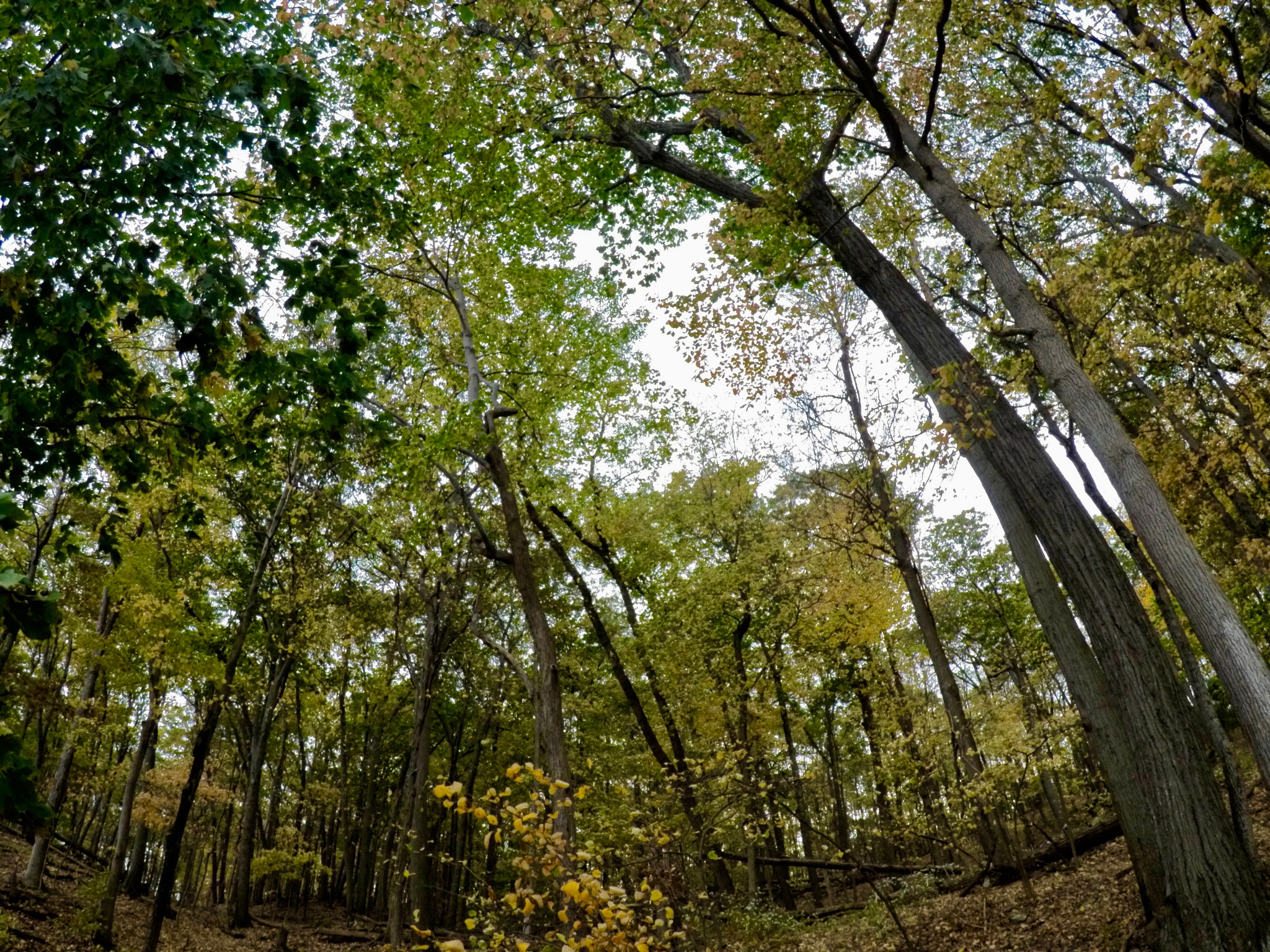 GoPro Hero5 Black sample photo. Dcim\100gopro\gopr0838.jpg photography