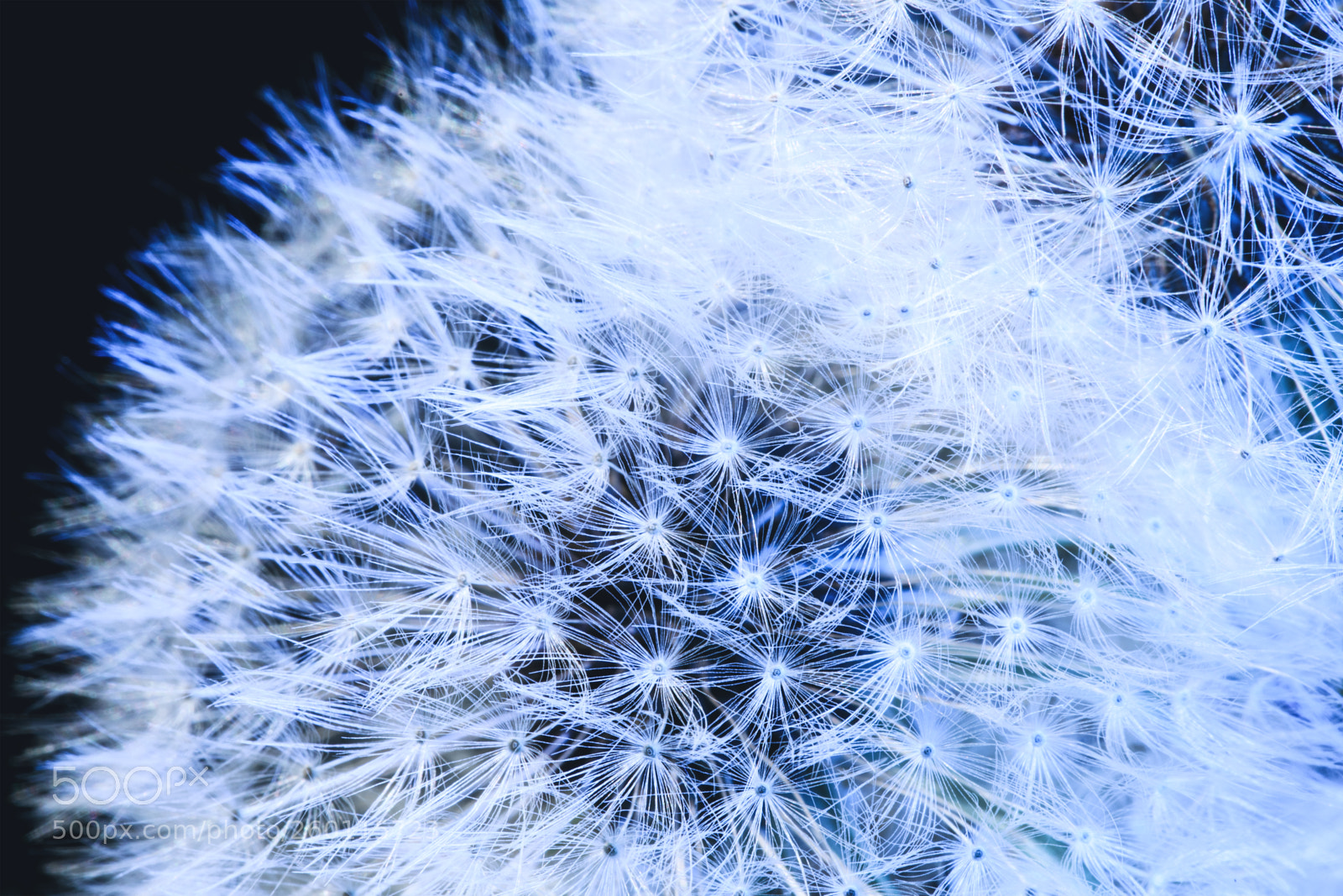 Canon EOS 5D Mark IV sample photo. Blow ball of dandelion photography