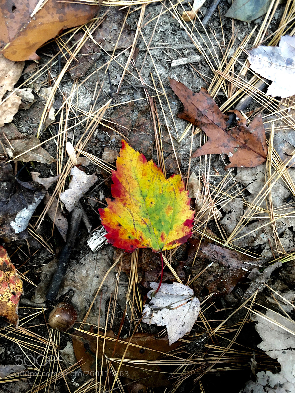 Apple iPhone SE sample photo. Img photography