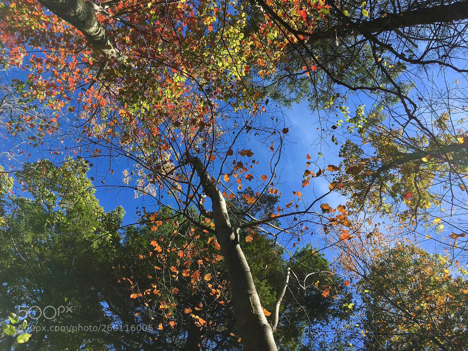 Apple iPhone SE sample photo. Img photography