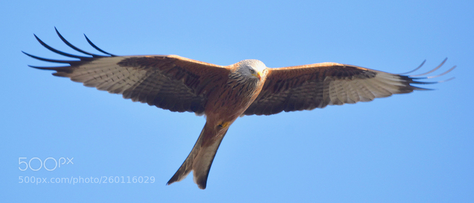 Nikon D5500 sample photo. Red kite photography