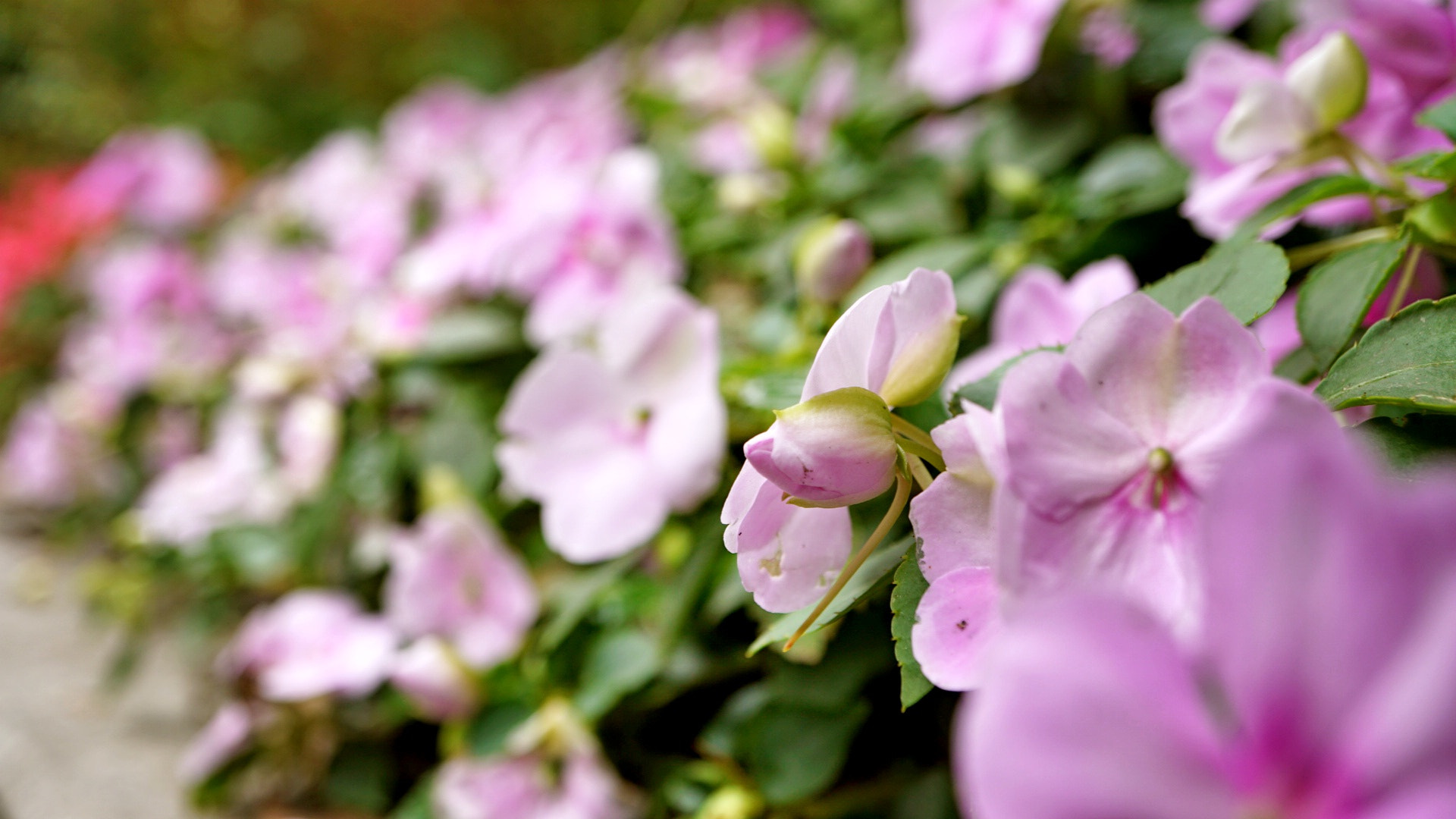 Sony a5100 sample photo