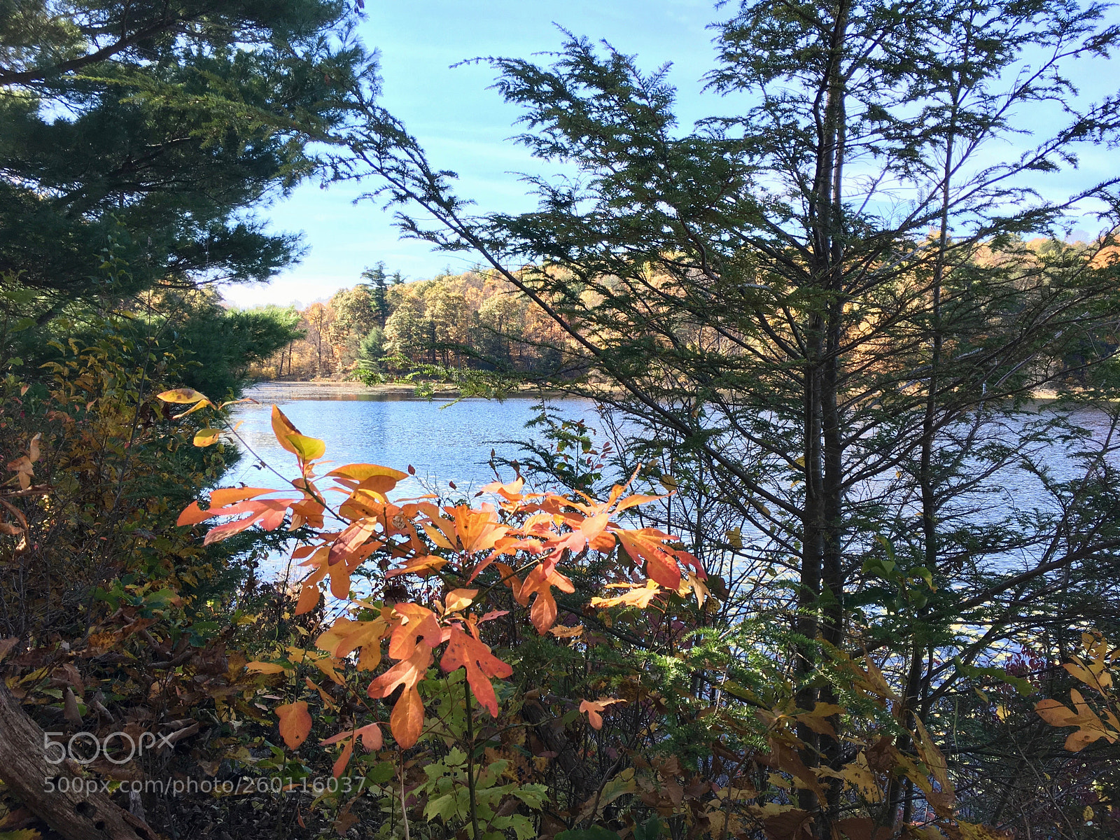 Apple iPhone SE sample photo. Img photography