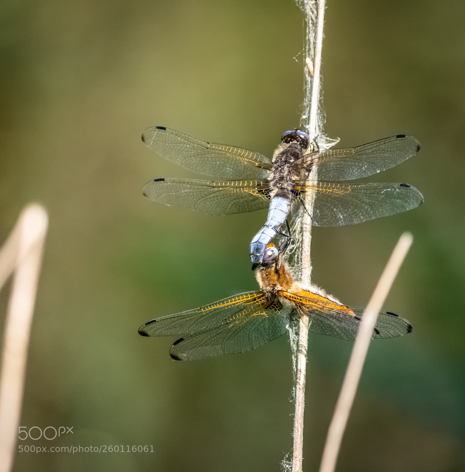 Canon EOS 80D sample photo. Dragonfly #9 photography