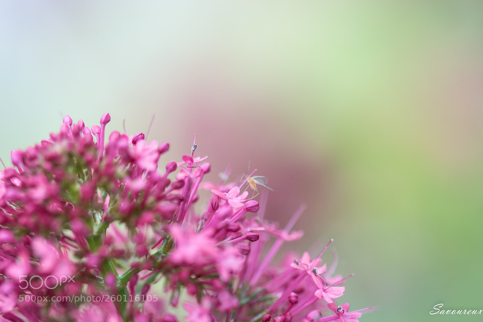 Nikon D5500 sample photo. *** photography