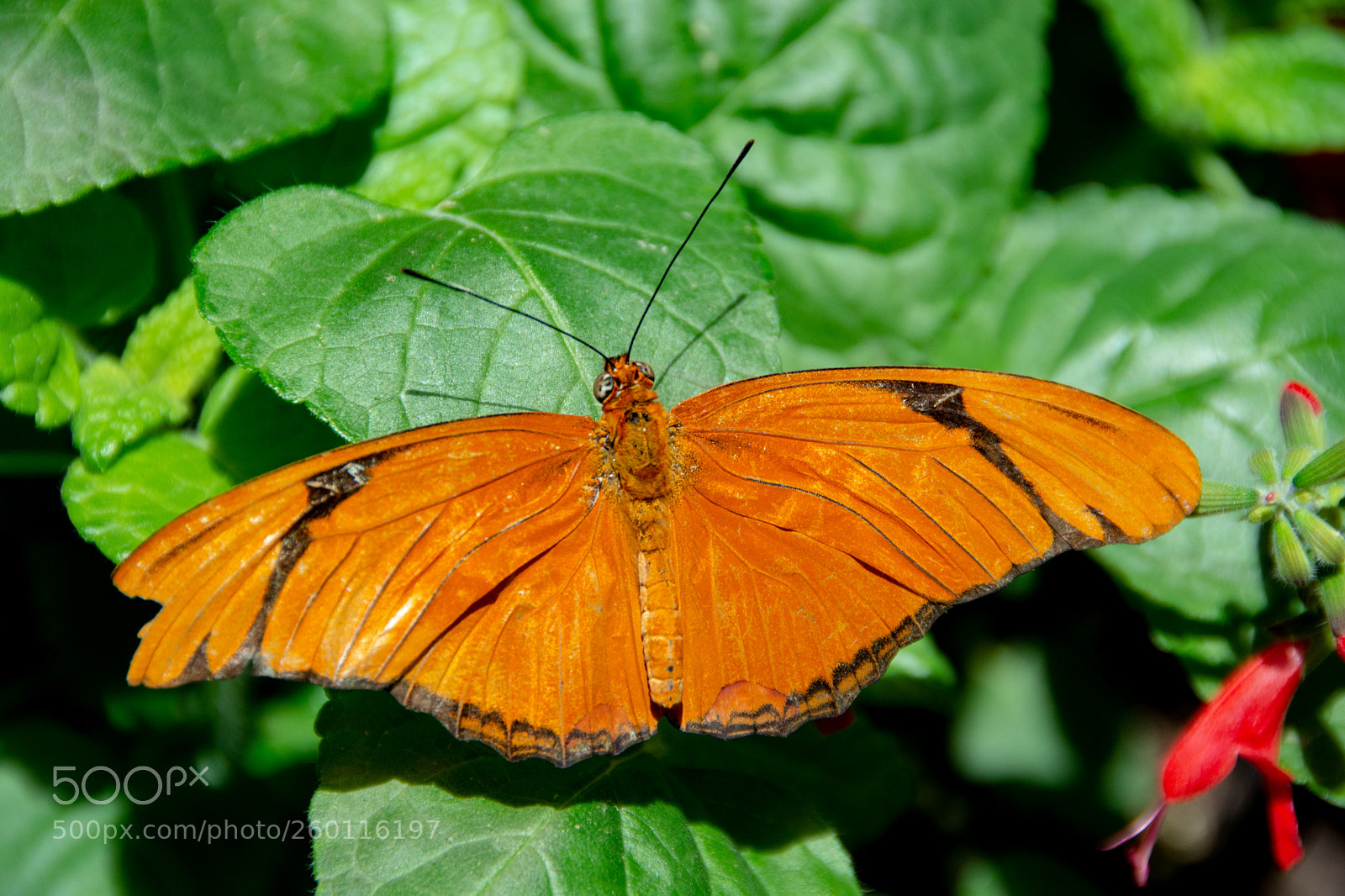 Nikon D7100 sample photo. Small orange 'julia' butterfly photography