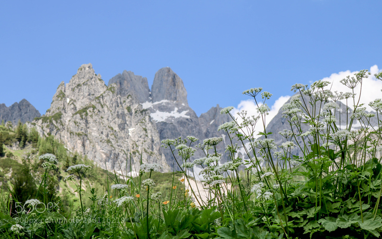 Canon EOS 750D (EOS Rebel T6i / EOS Kiss X8i) sample photo. Die majest tische bischofsm photography