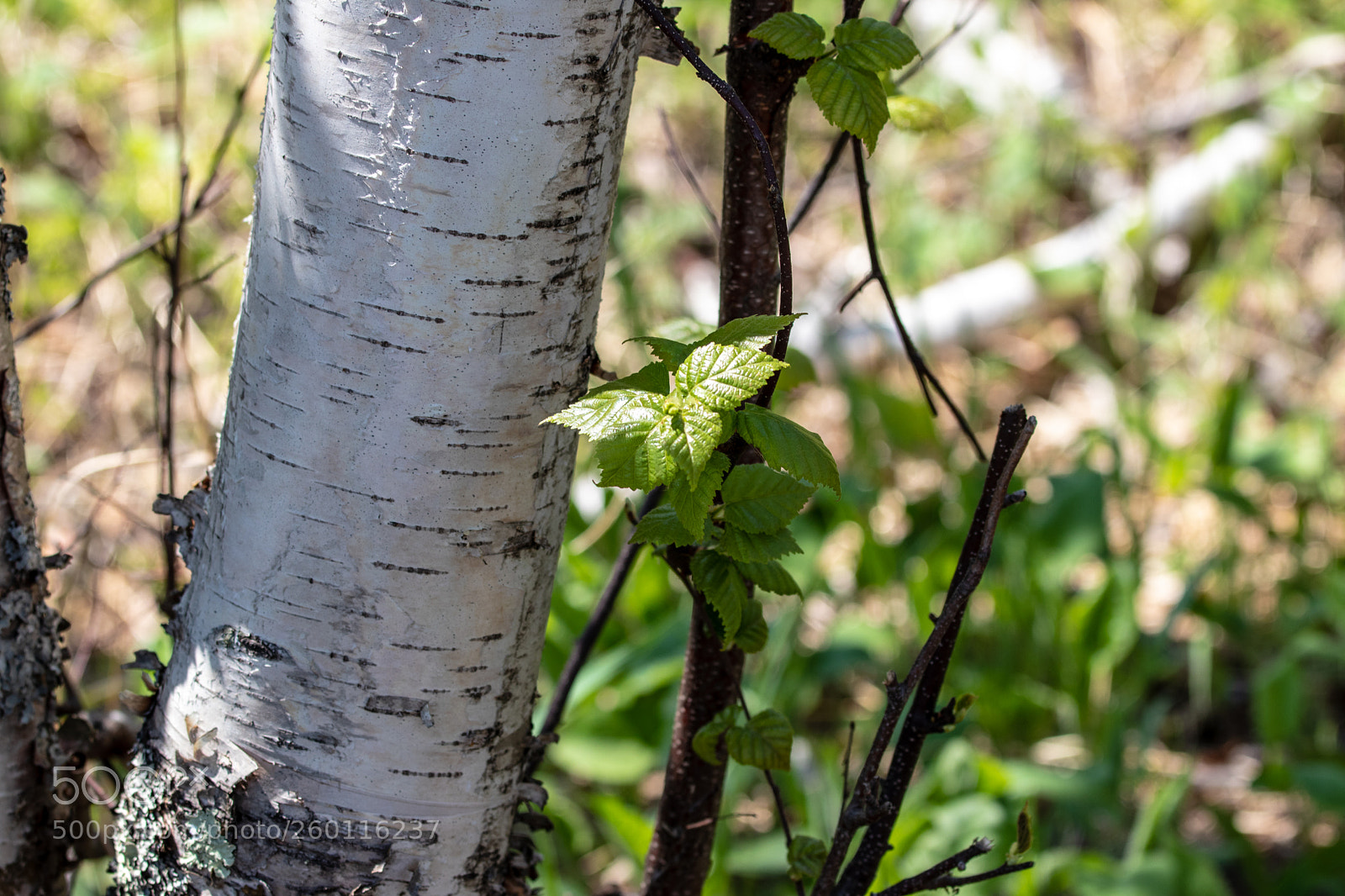 Canon EOS 80D sample photo. Birch tree in nature photography
