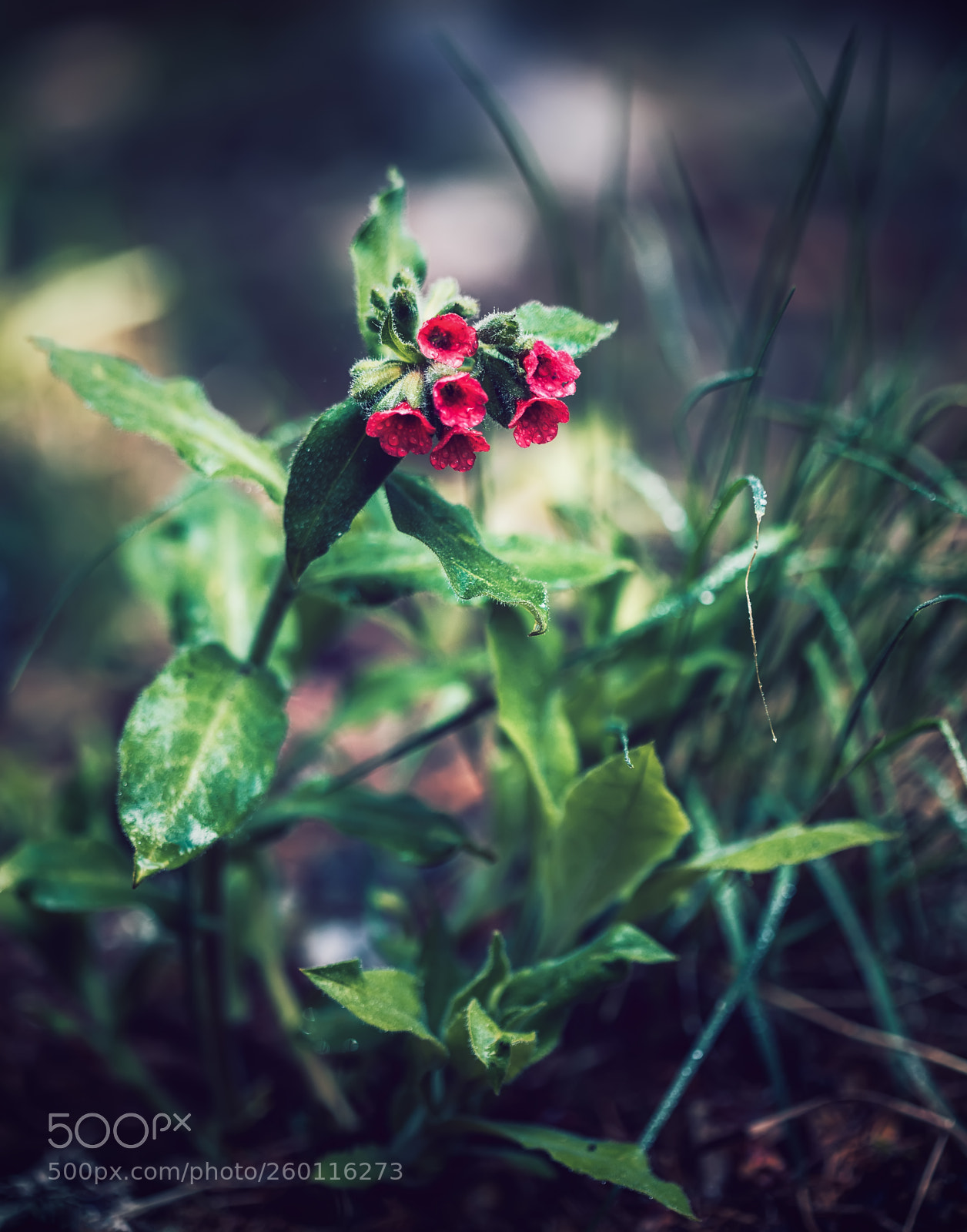 Canon EOS 5D Mark IV sample photo. ... photography