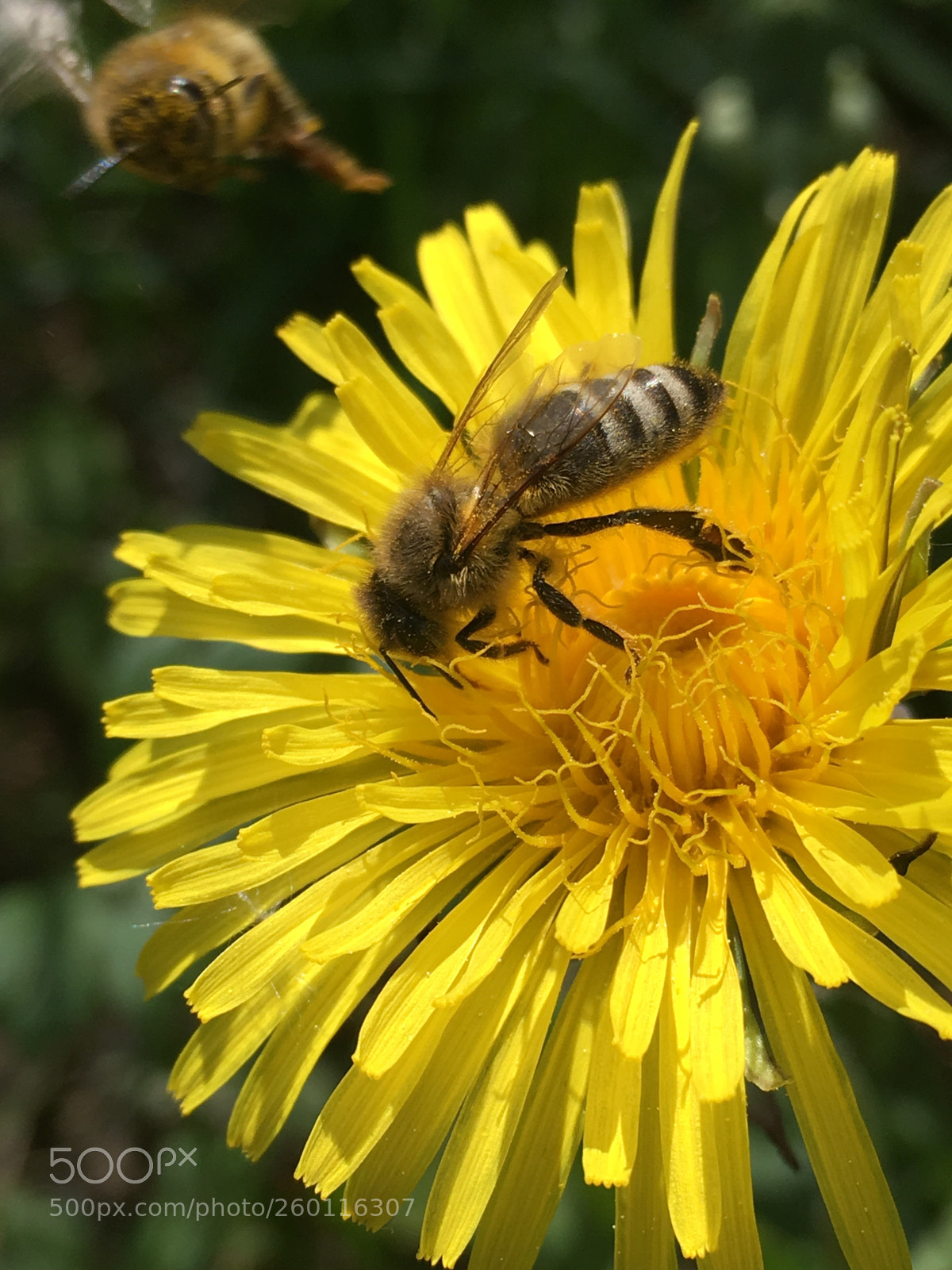 Apple iPhone 6s sample photo. Fly photography