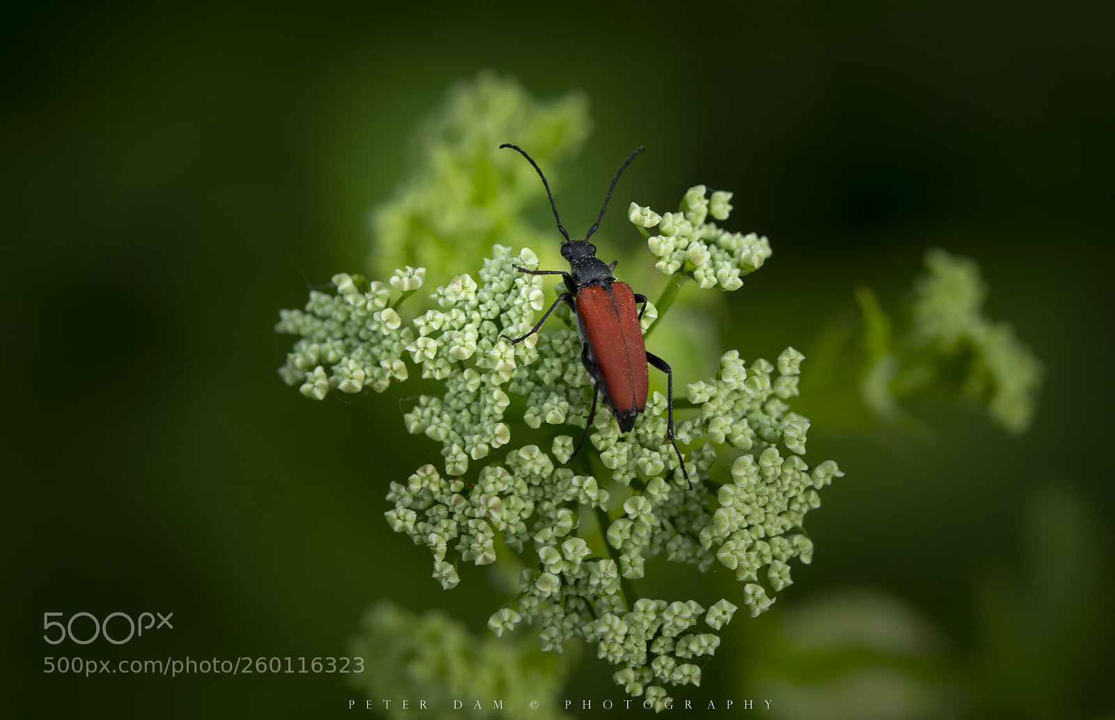 Canon EOS-1D X sample photo. Red longhorn beetle on photography