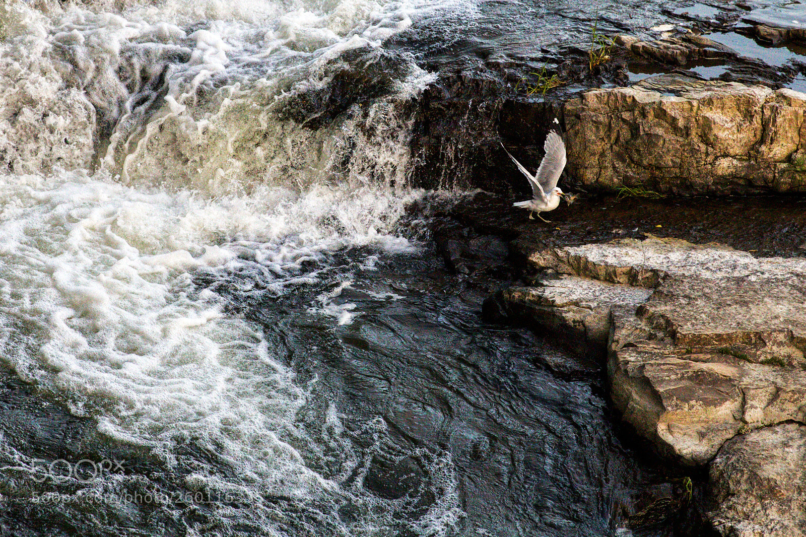 Canon EOS 5D Mark IV sample photo. The circle of life photography