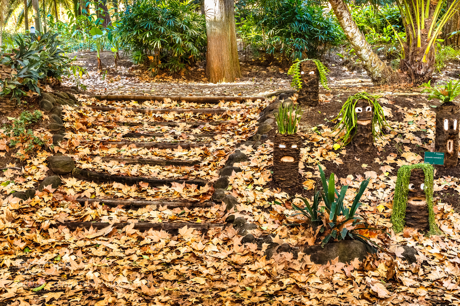 Canon EOS 6D sample photo. Palm tree trunks with photography