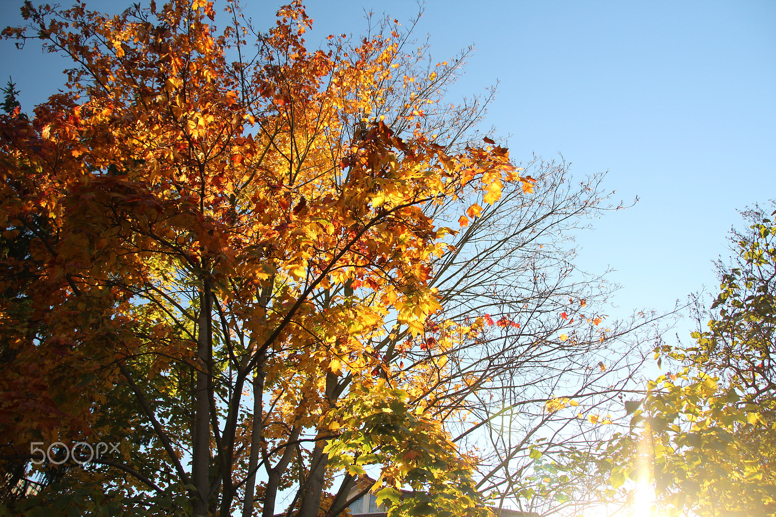 Canon EOS 600D (Rebel EOS T3i / EOS Kiss X5) sample photo. Autumn is great photography