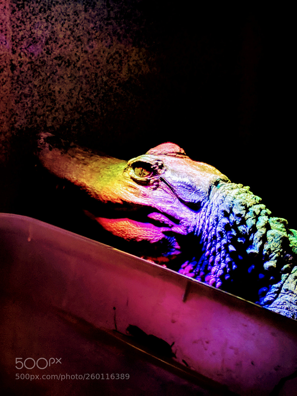 Google Pixel sample photo. Alligator in colors photography