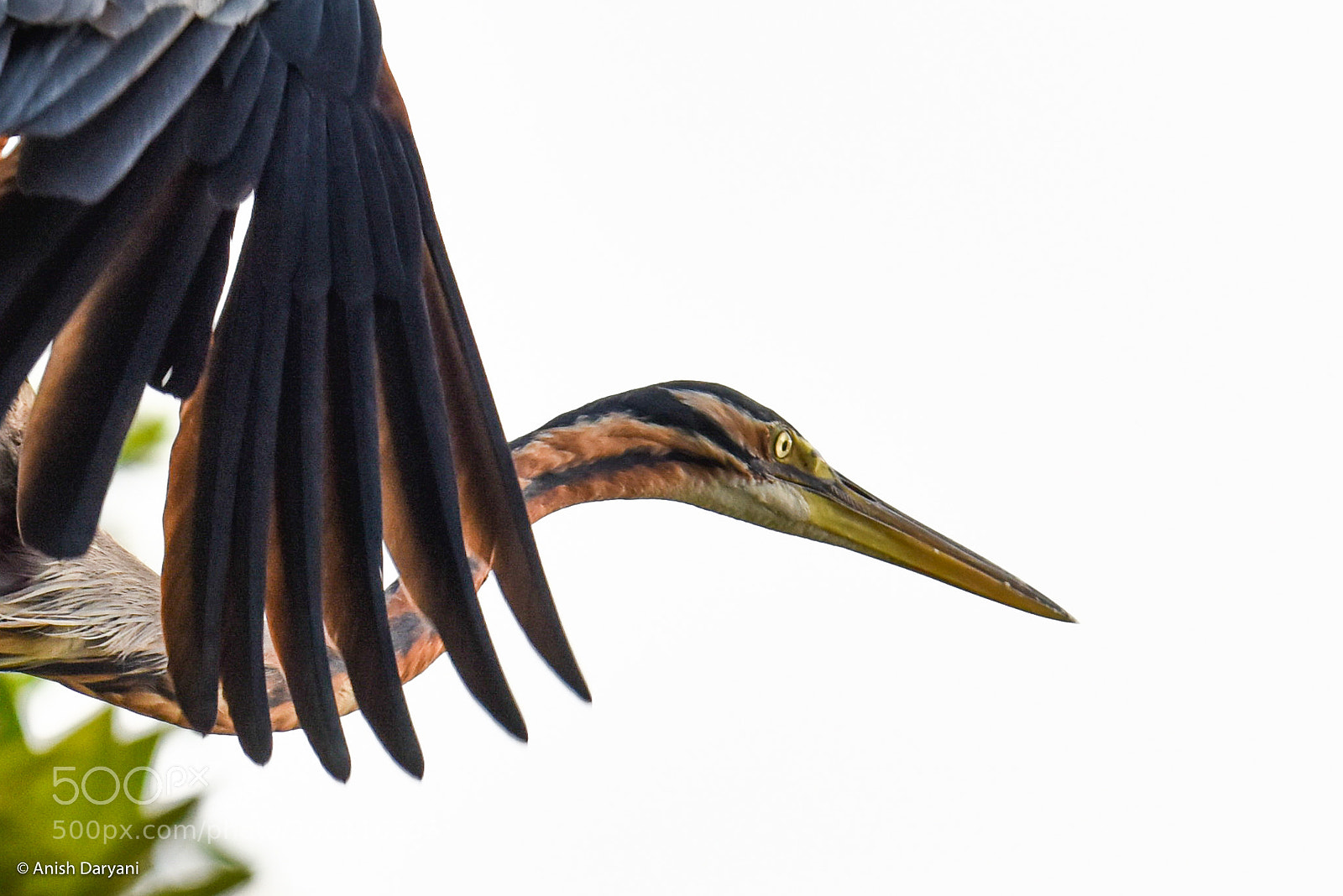 Nikon D810 sample photo. Ready for the kill! photography