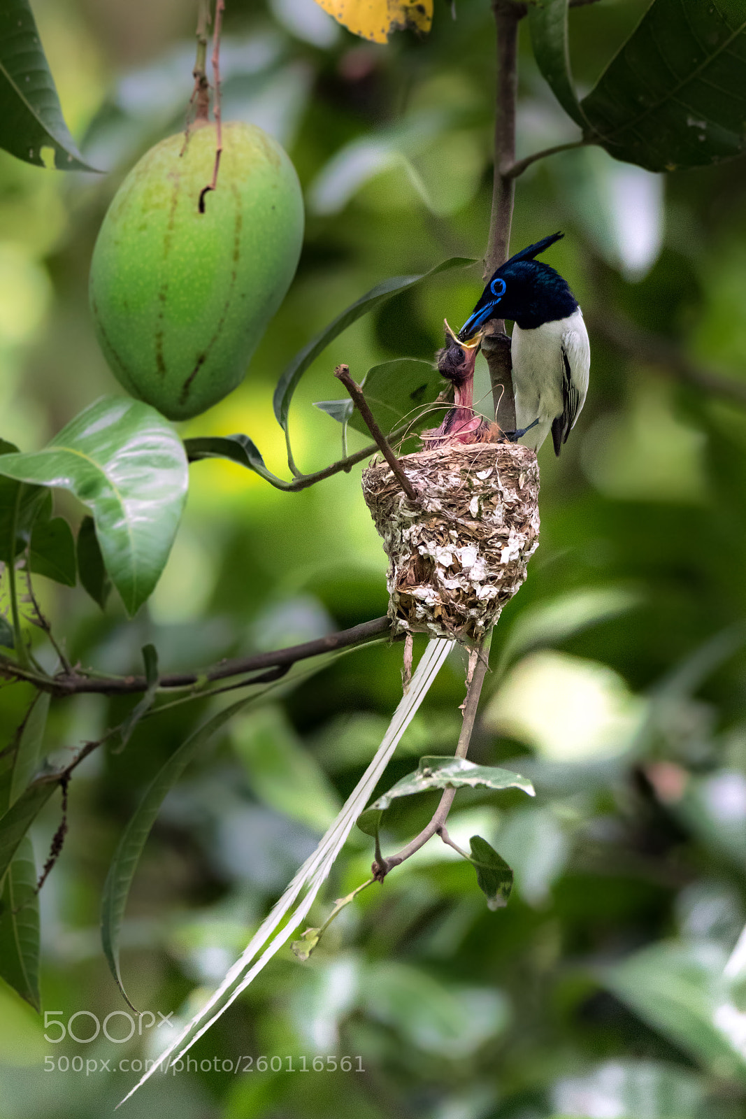 Canon EOS 7D Mark II sample photo. Indian paradise flycatcher photography