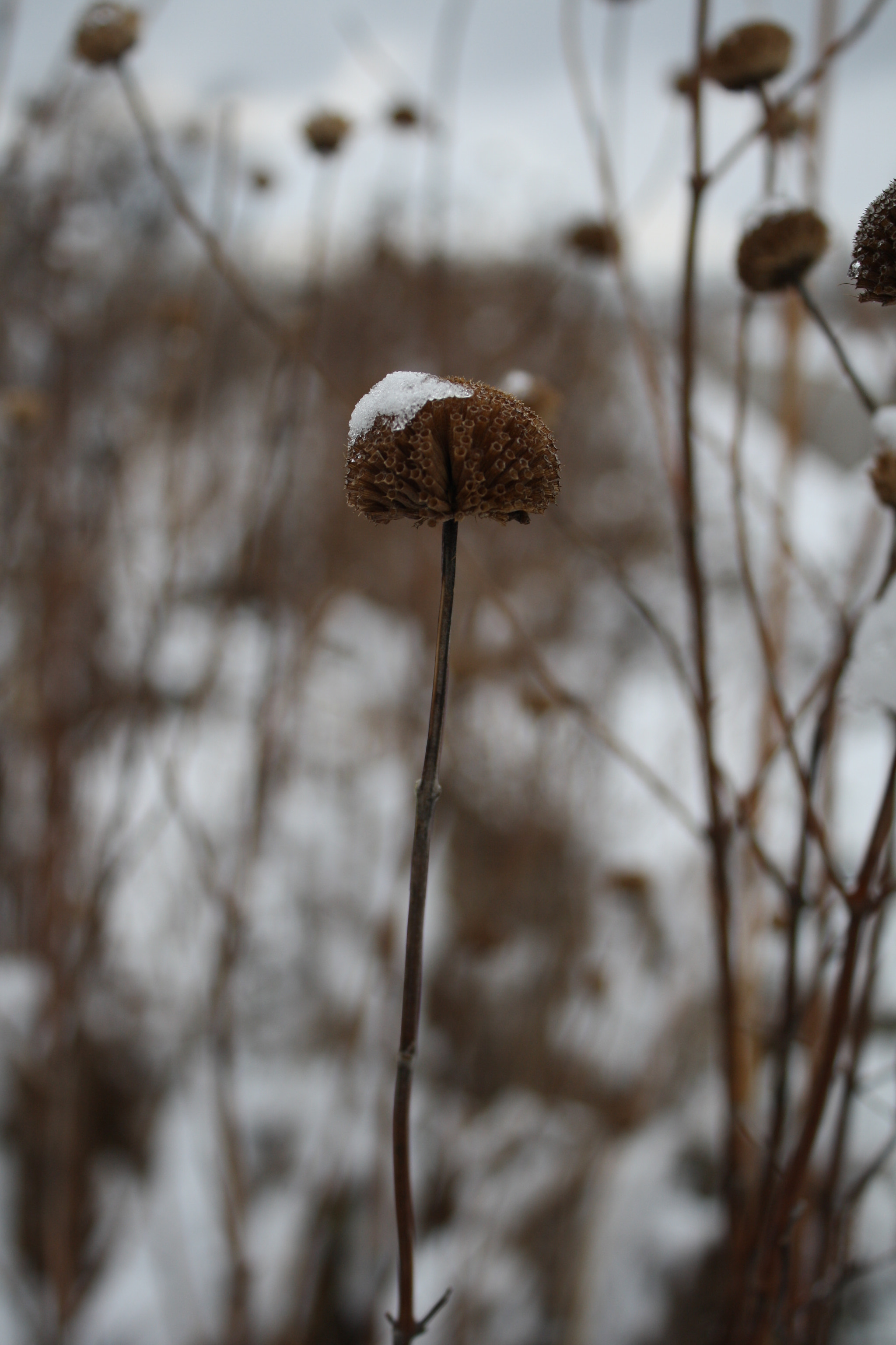 Canon EOS 1000D (EOS Digital Rebel XS / EOS Kiss F) sample photo. () photography