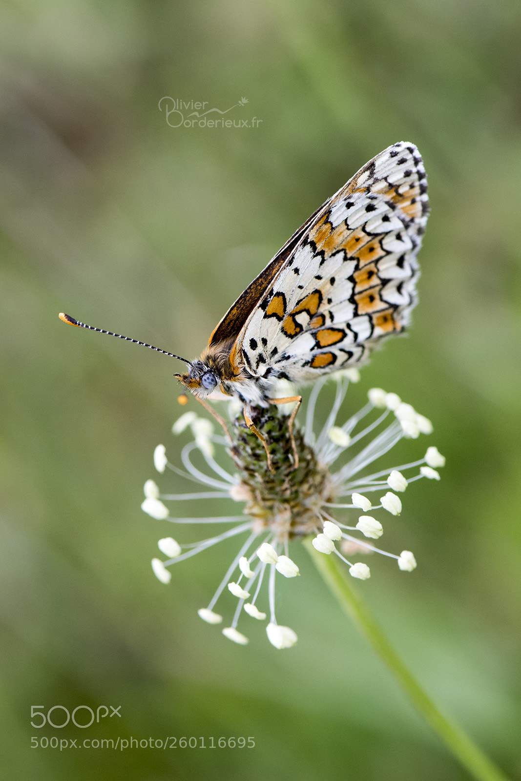 Nikon D850 sample photo. Papillon photography