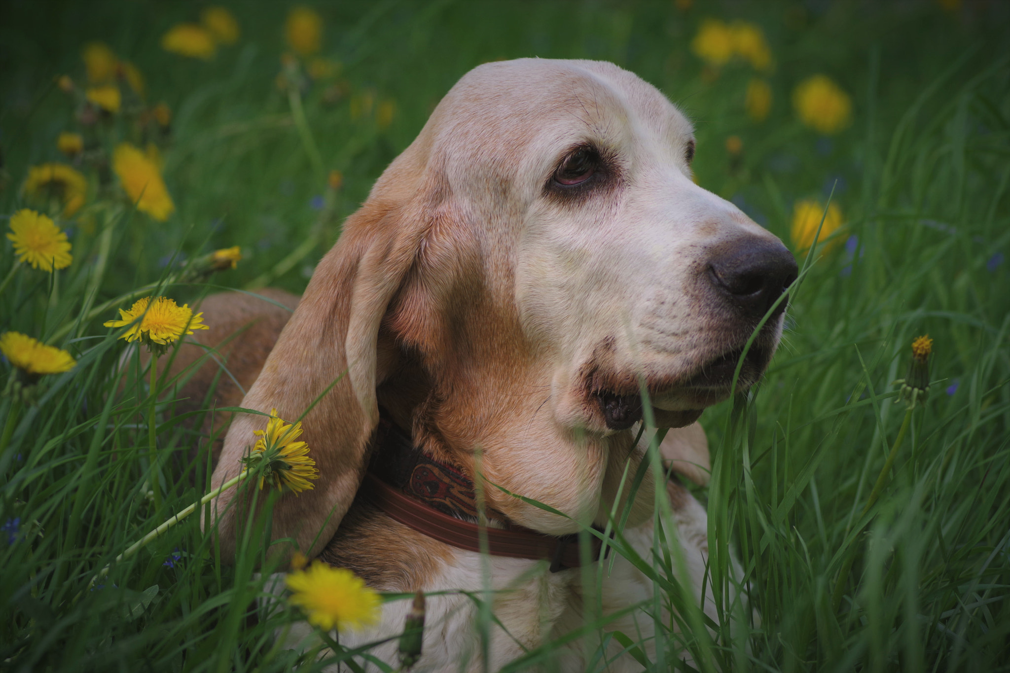 Pentax K-70 + Pentax smc D-FA 100mm F2.8 Macro WR sample photo. Berta  - we remember with love.... photography