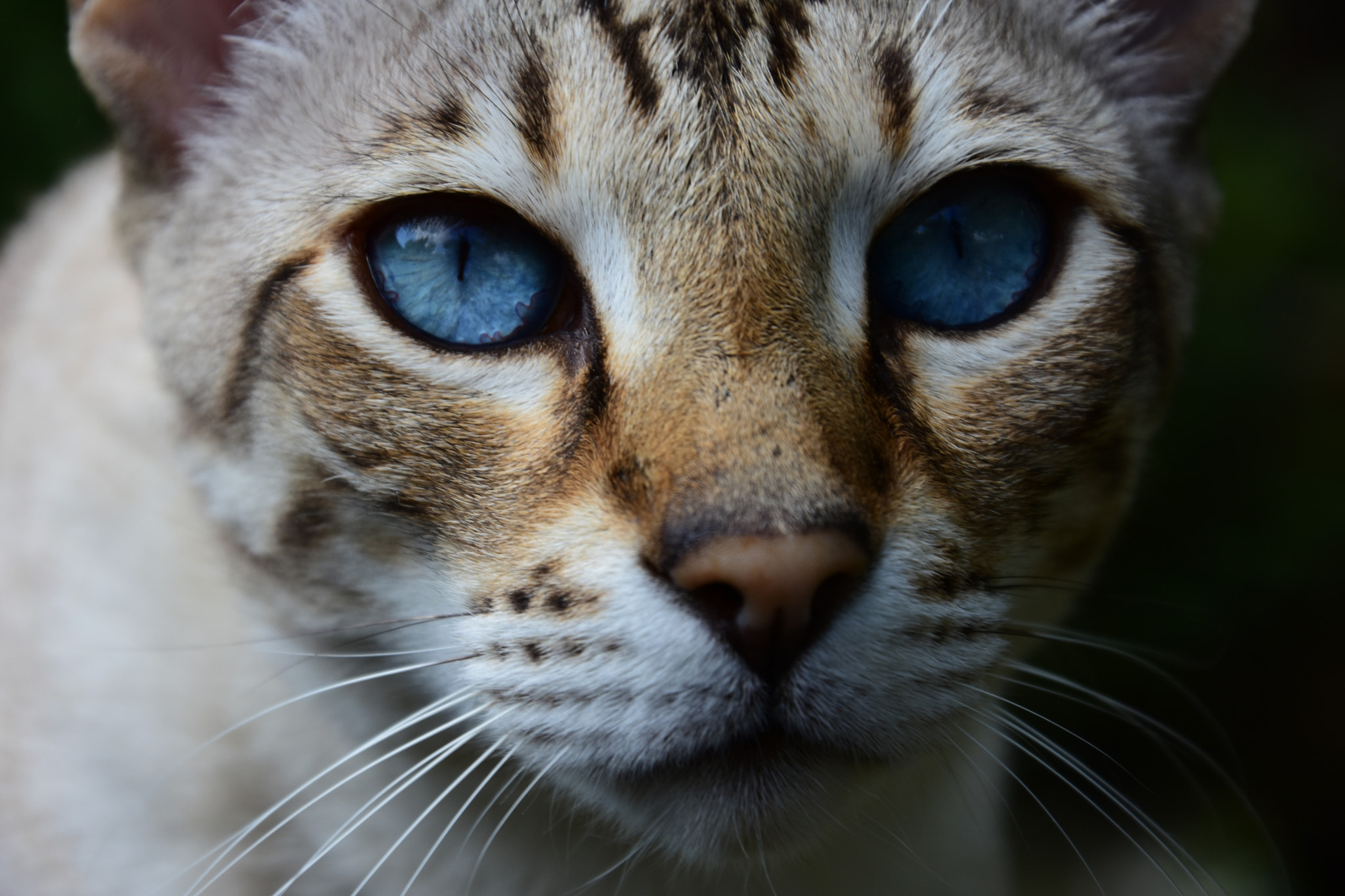 Nikon D7200 sample photo. Cat photography