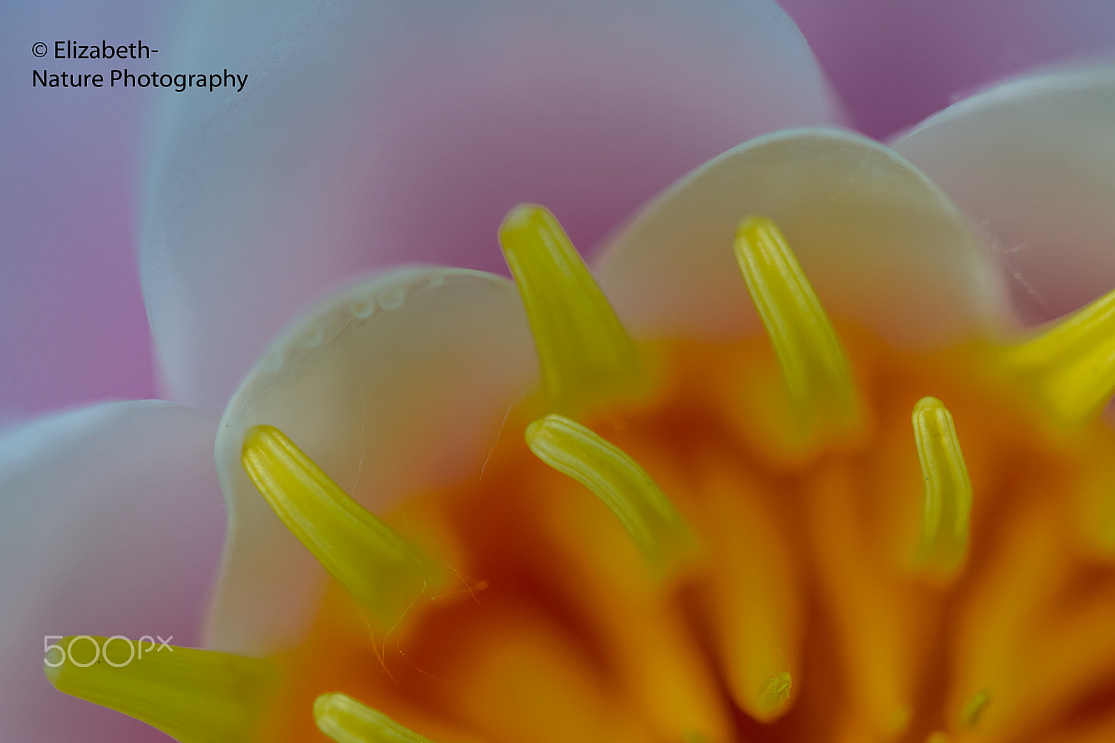 Sigma 105mm F2.8 EX DG OS HSM sample photo. Common water lily photography