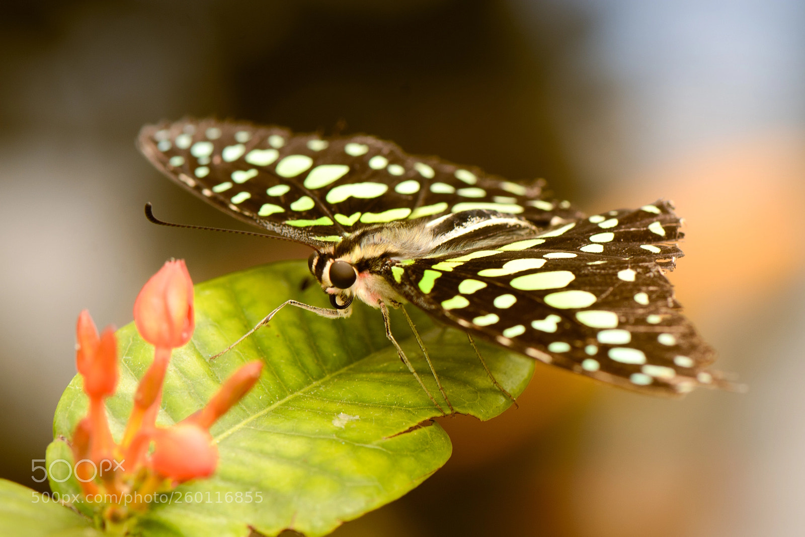 Nikon D7100 sample photo. Butterfly, vlinder photography