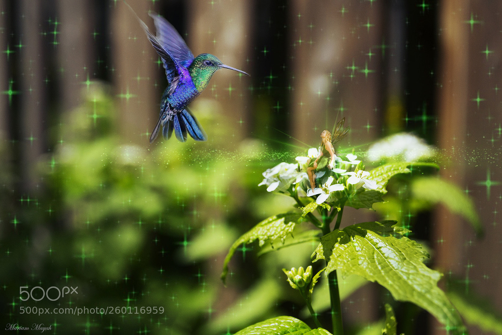 Nikon D3100 sample photo. Miniture world/ macro close-up photography