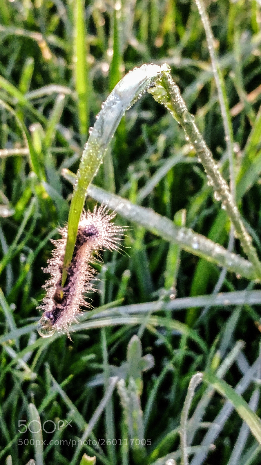 LG G5 sample photo. Caught in the dew photography