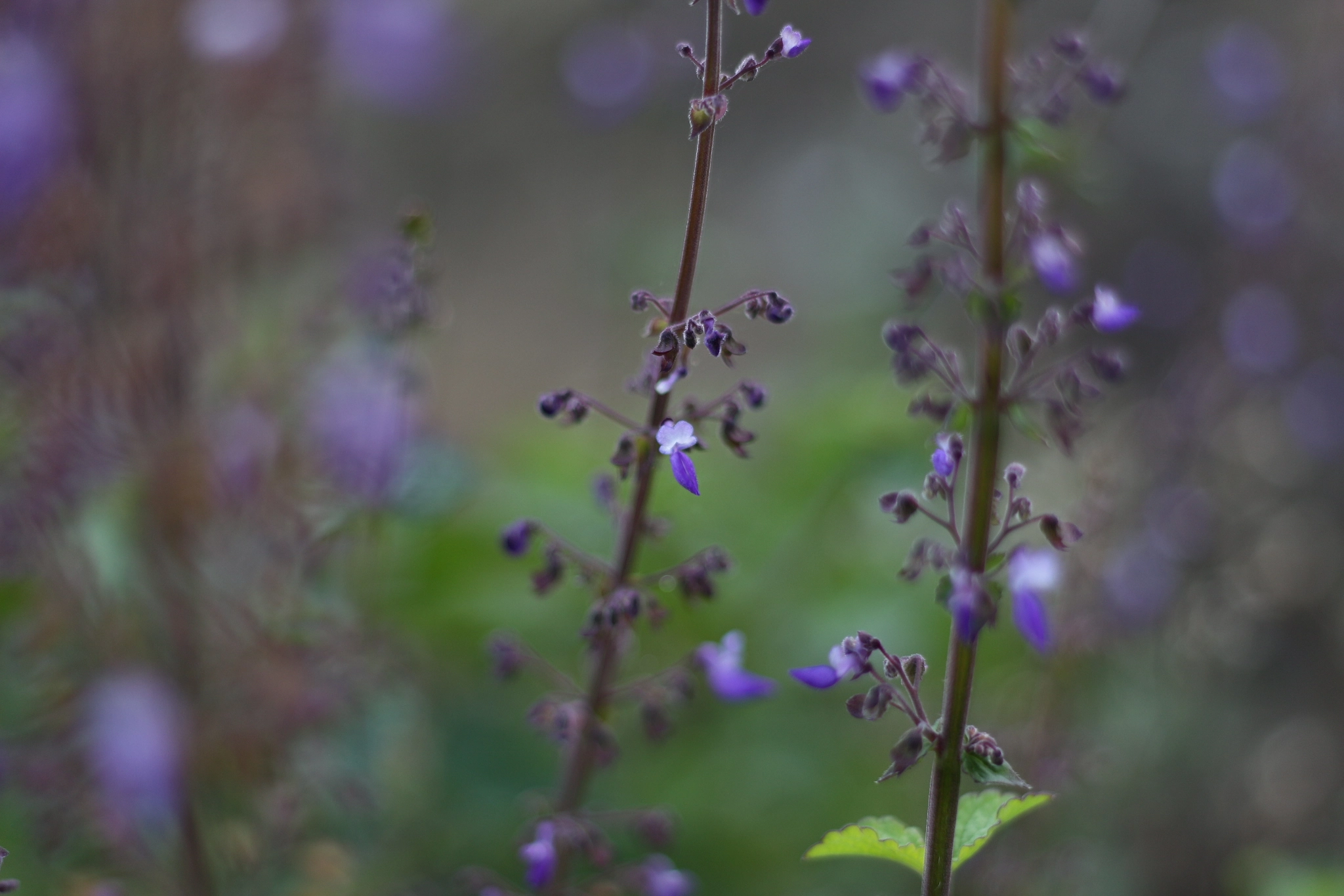 Canon EOS 650D (EOS Rebel T4i / EOS Kiss X6i) + Canon EF 50mm F1.8 II sample photo. Tricky purple photography