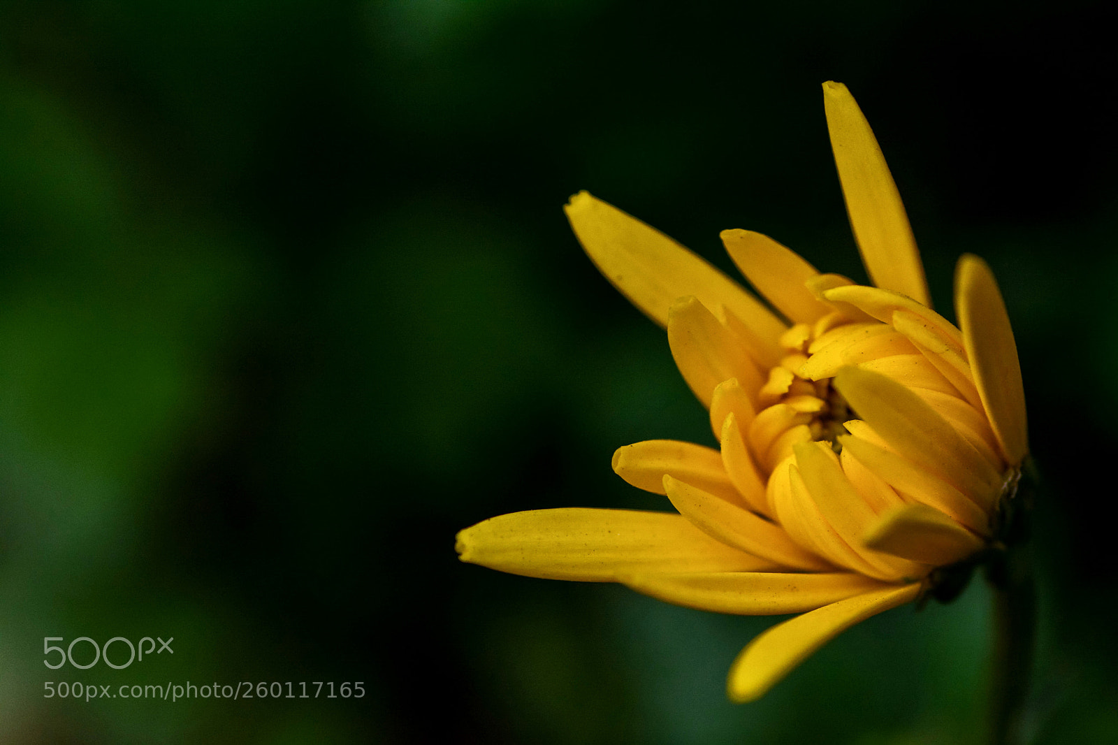 Nikon D7100 sample photo. Untitled photography