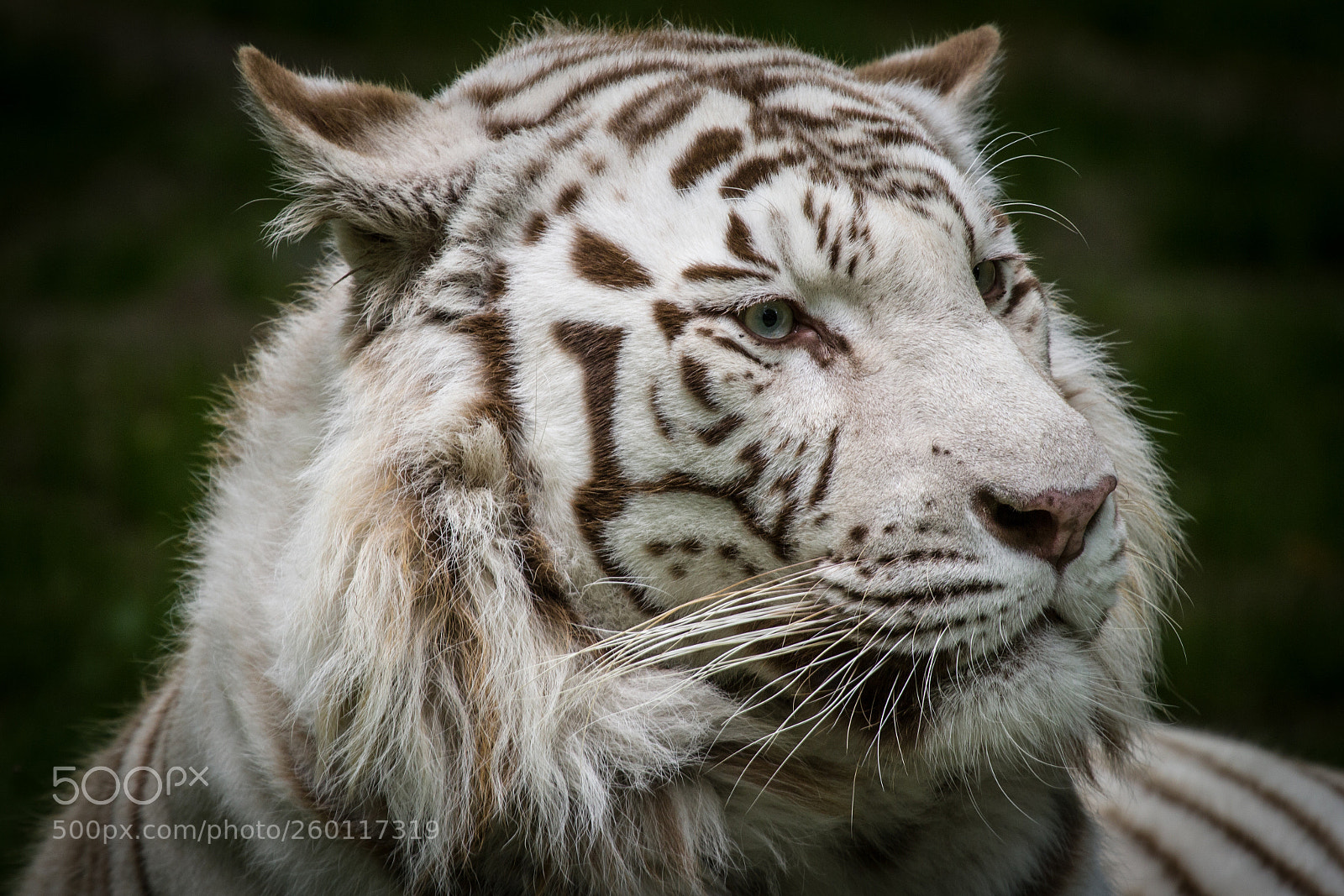 Canon EOS 60D sample photo. White tiger photography