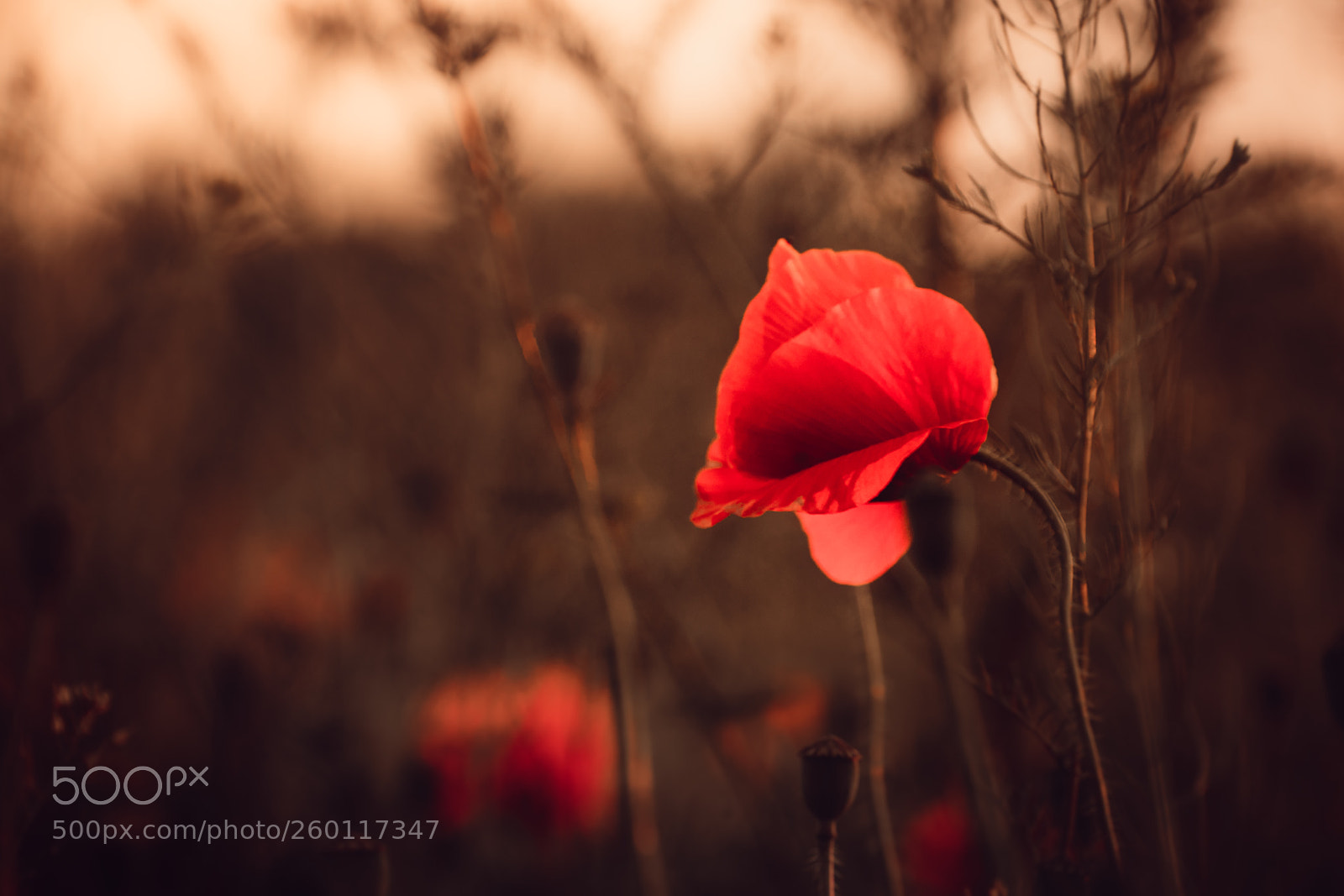 Nikon D5300 sample photo. Sunset poppy photography