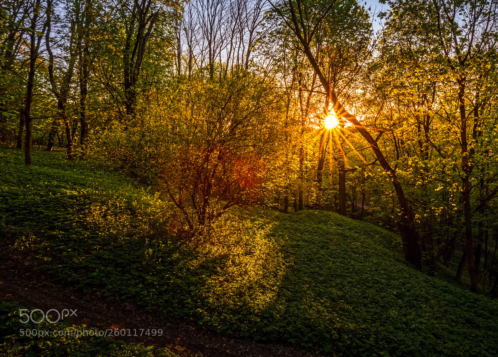 Sony a7R III sample photo. Sunrays photography