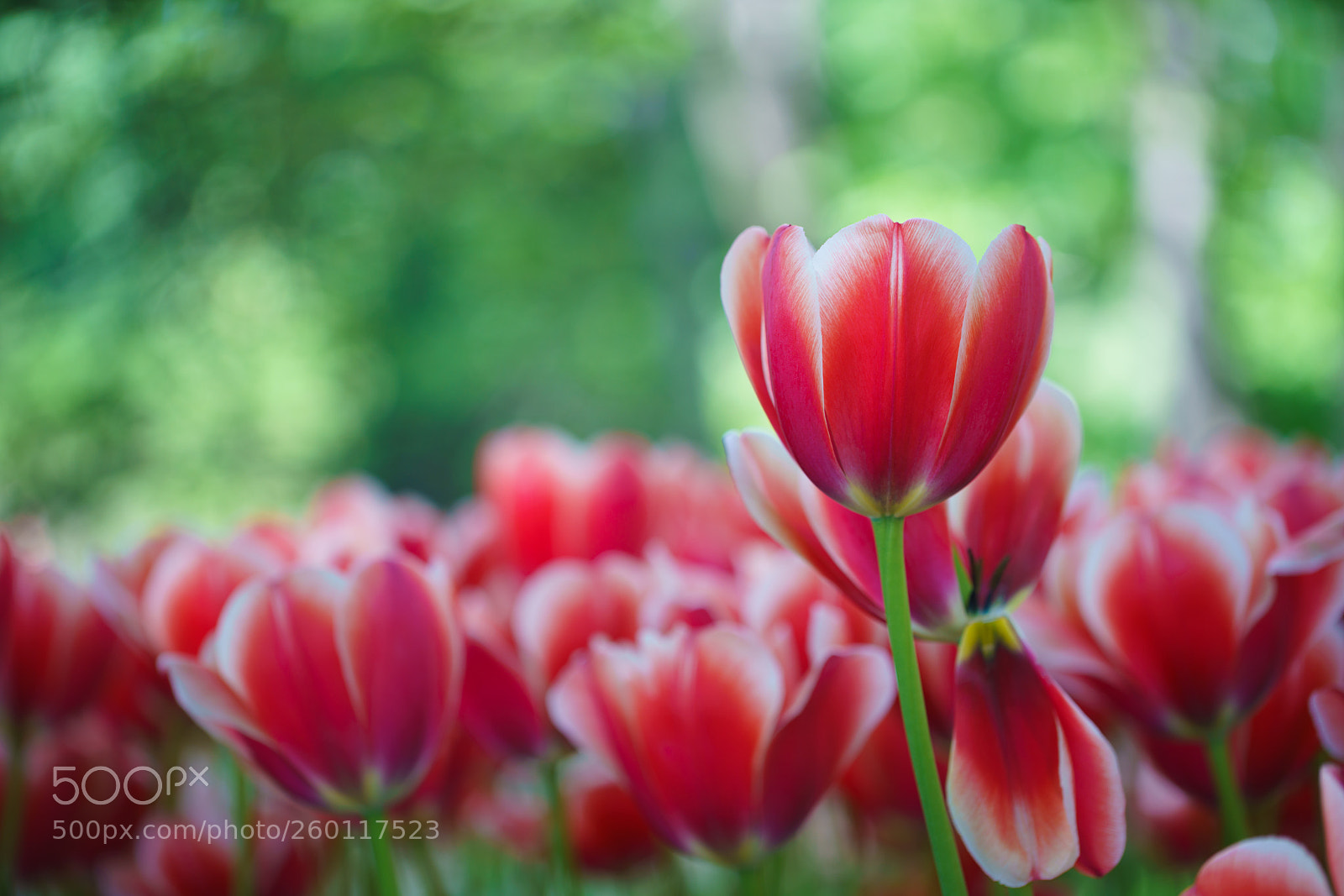 Sony a7R III sample photo. Flowers in botanic garden photography