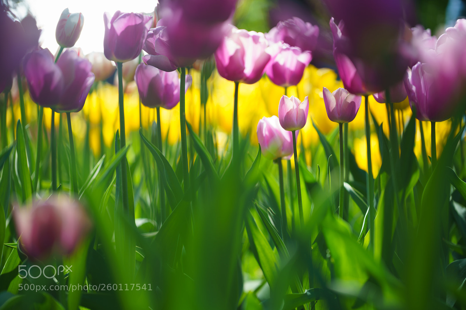 Sony a7R III sample photo. Flowers in botanic garden photography