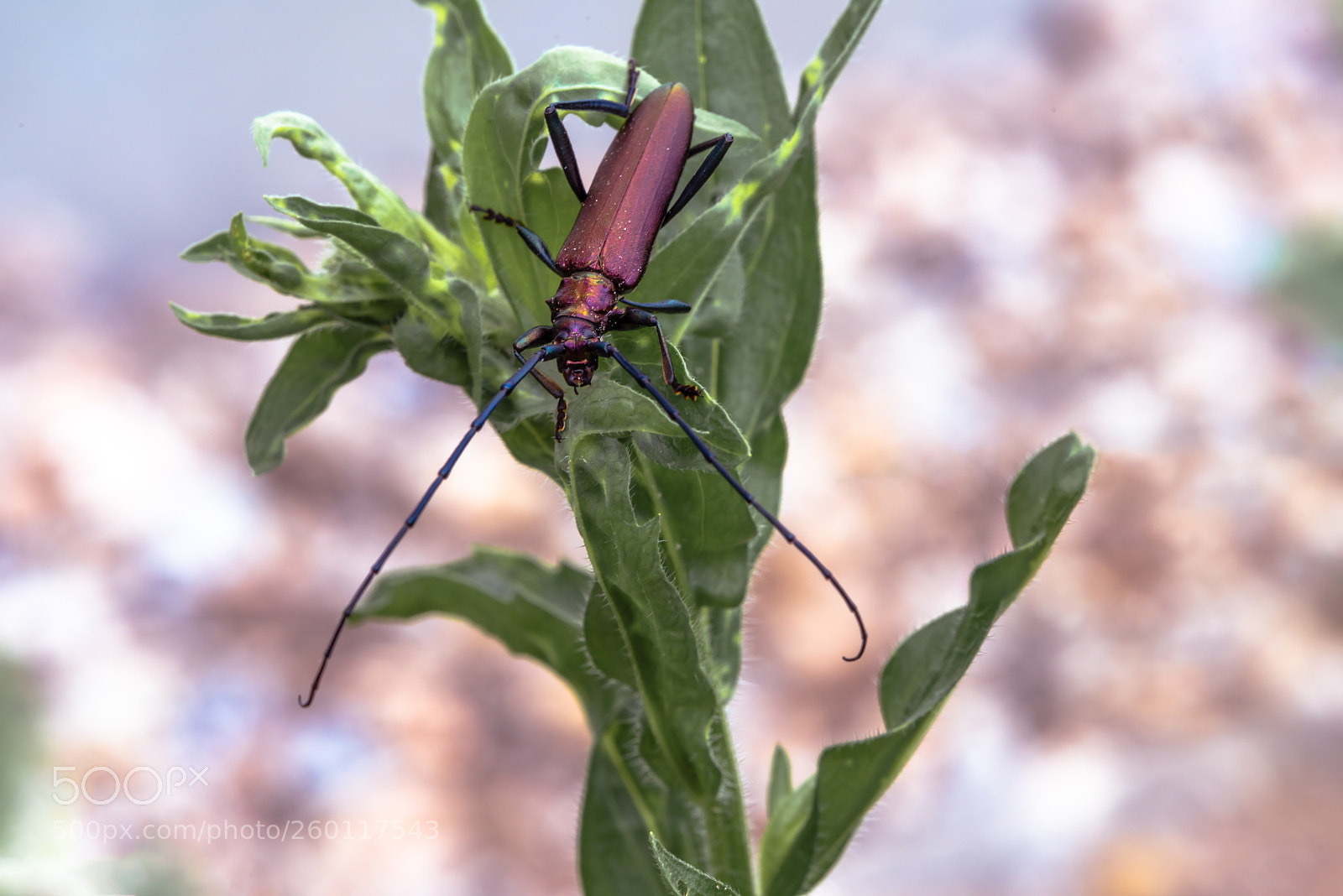Nikon D810 sample photo. Musk beetle photography