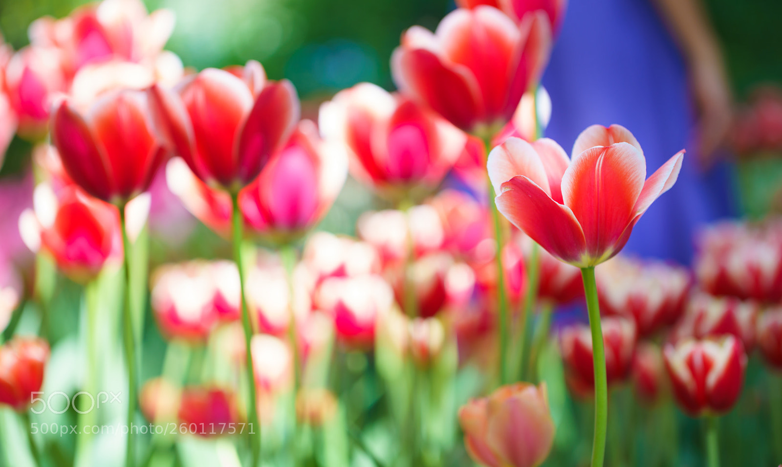 Sony a7R III sample photo. Flowers in botanic garden photography