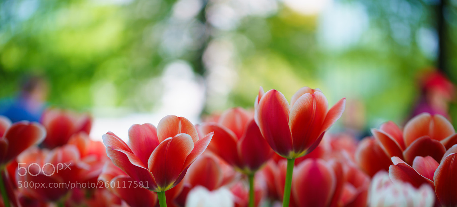 Sony a7R III sample photo. Flowers in botanic garden photography